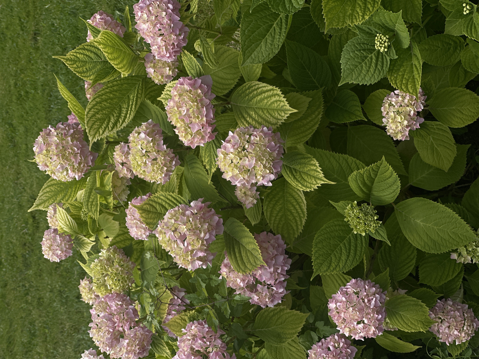 Hydrangeas and green spaces in a Sofia urban park