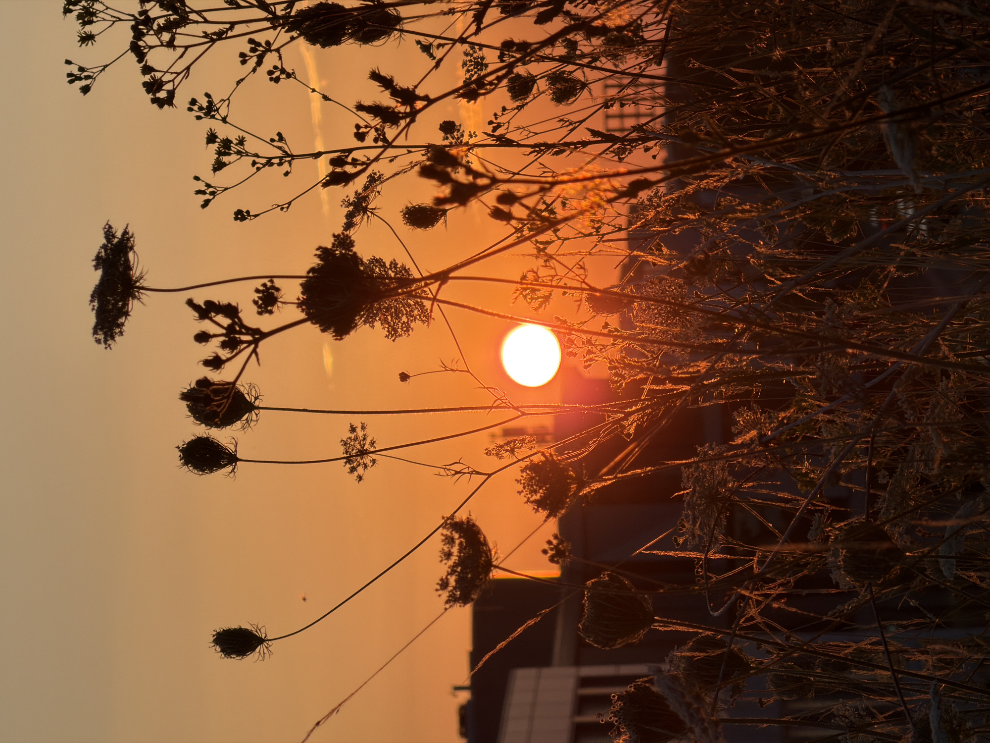 Warm sunset silhouettes wild seed heads over Leudelange