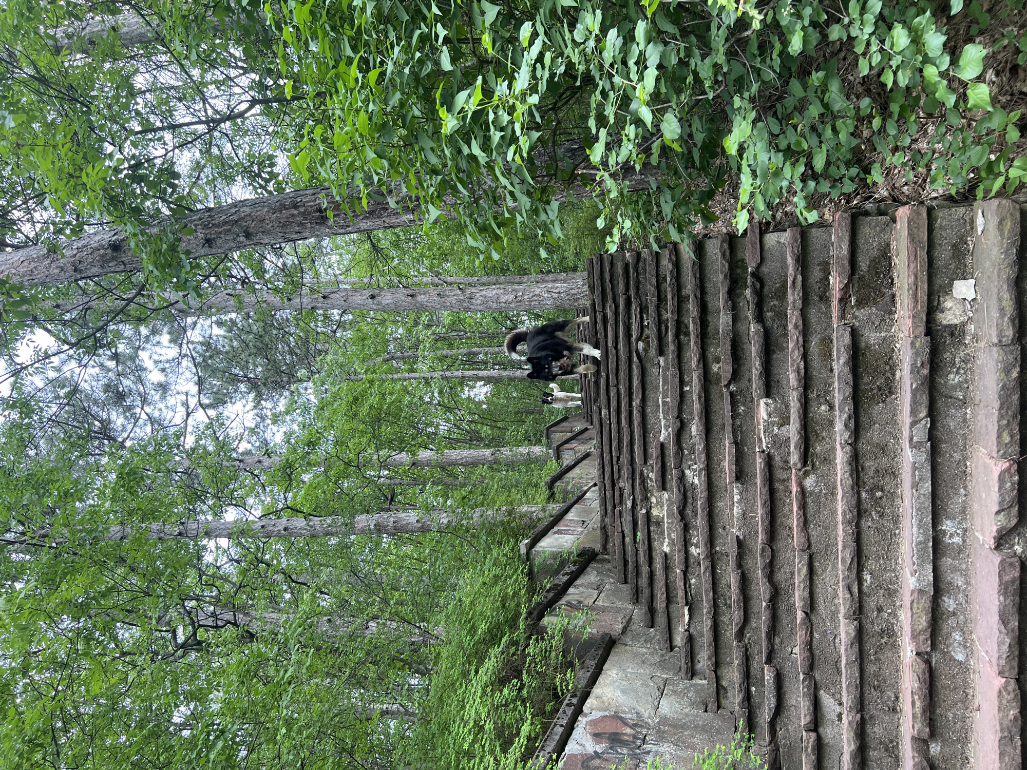 Dog and mountain path scenes documented in wooded area