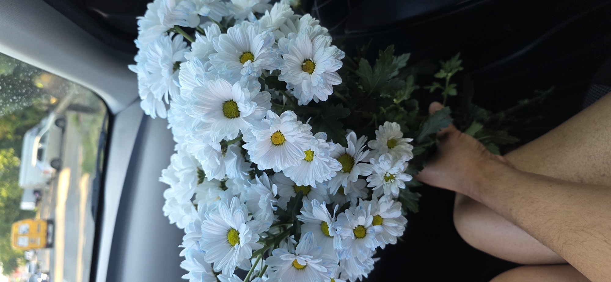 White chrysanthemums held inside a car, Левокумка streets outside