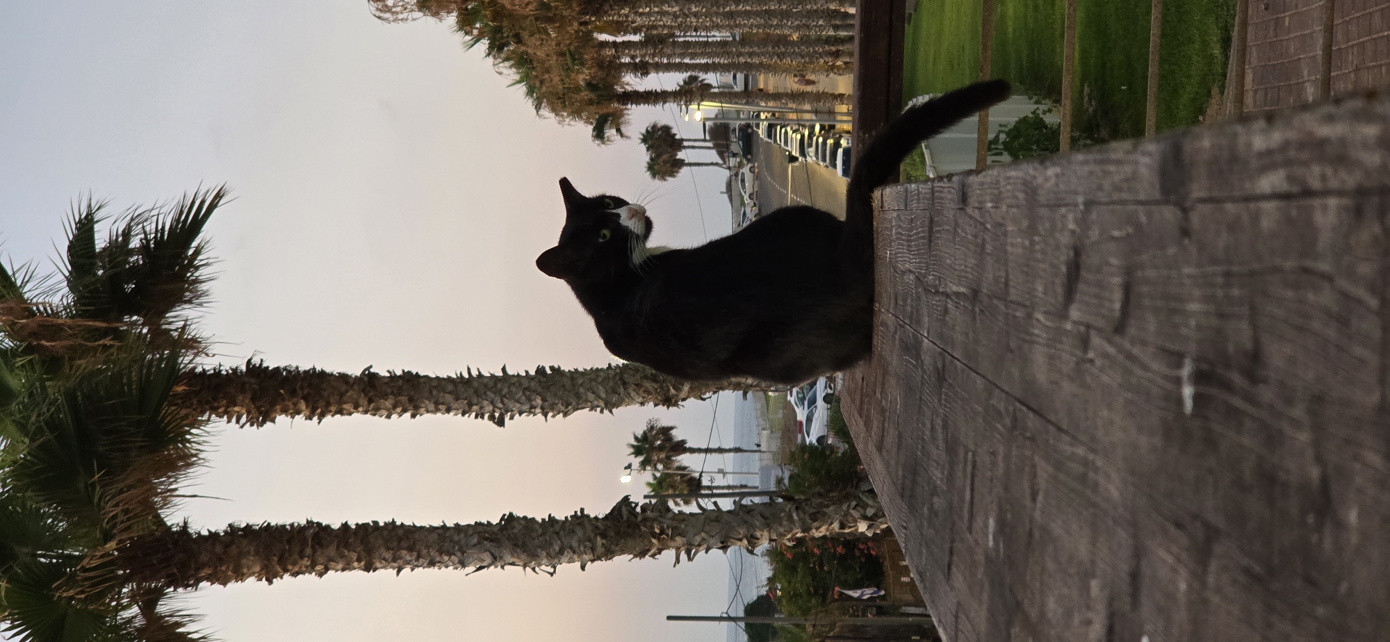Cat on a railing at sunset, Bat Yam seafront.