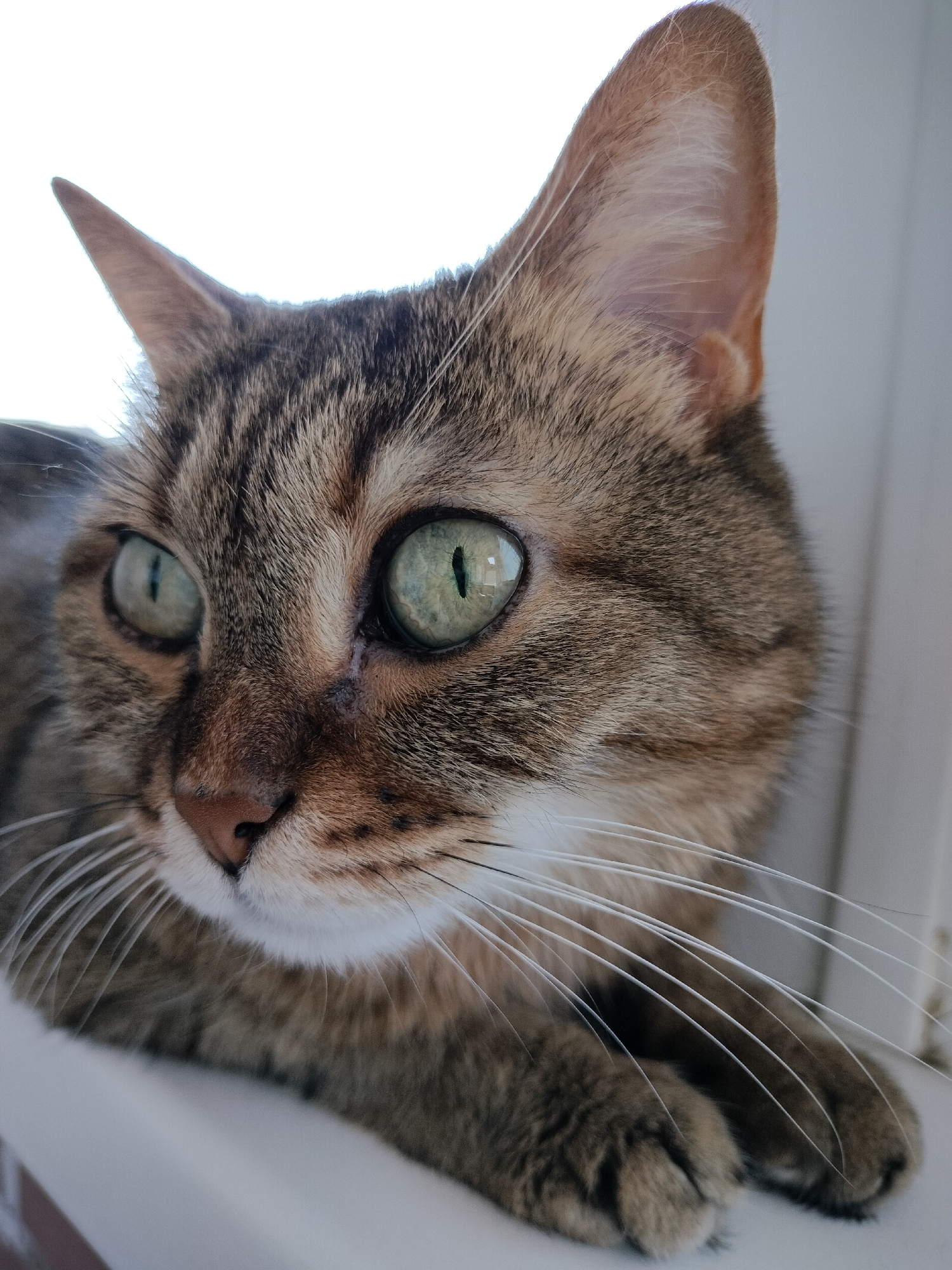 Coastal morning: aquarium fish, seaside views, and relaxed cats