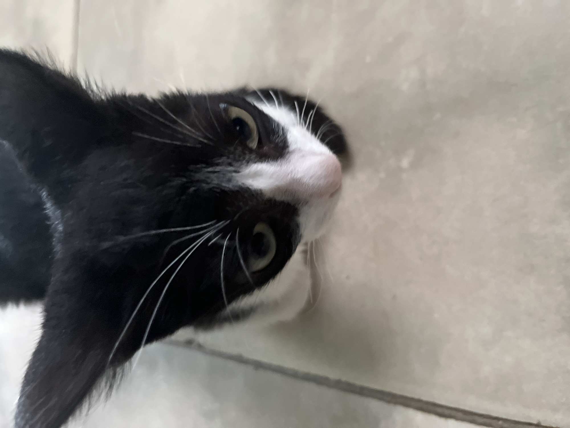 Cats and parrot photographed near Venezuelan church