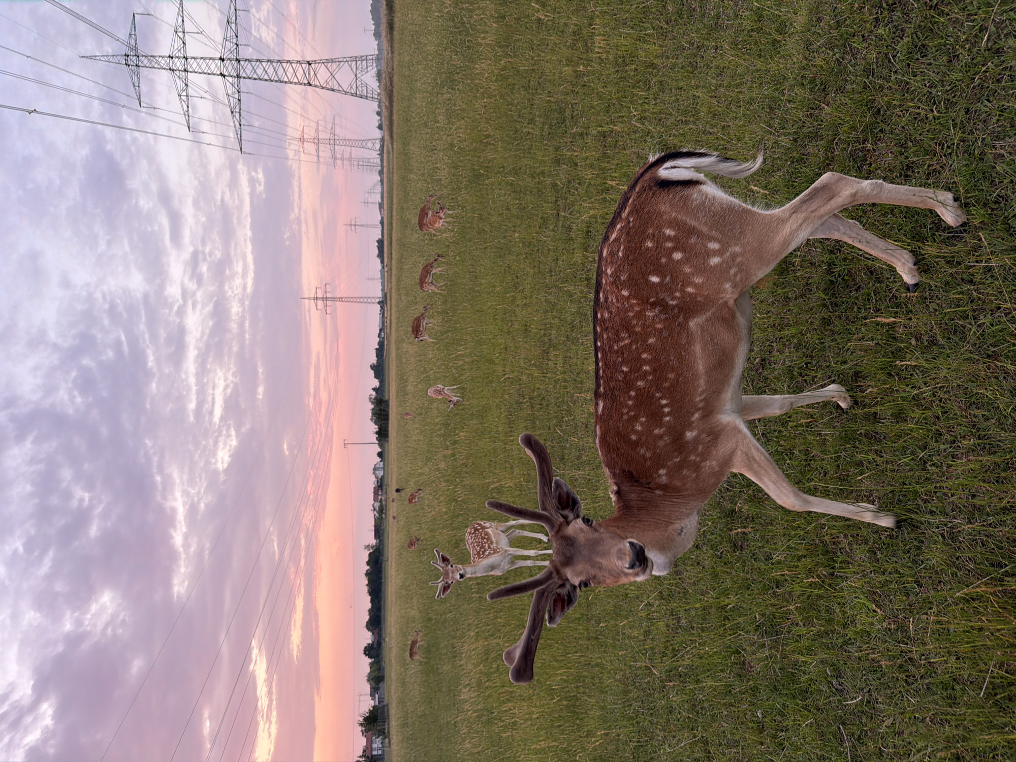 Fallow deer herd at dusk in a Pliening meadow