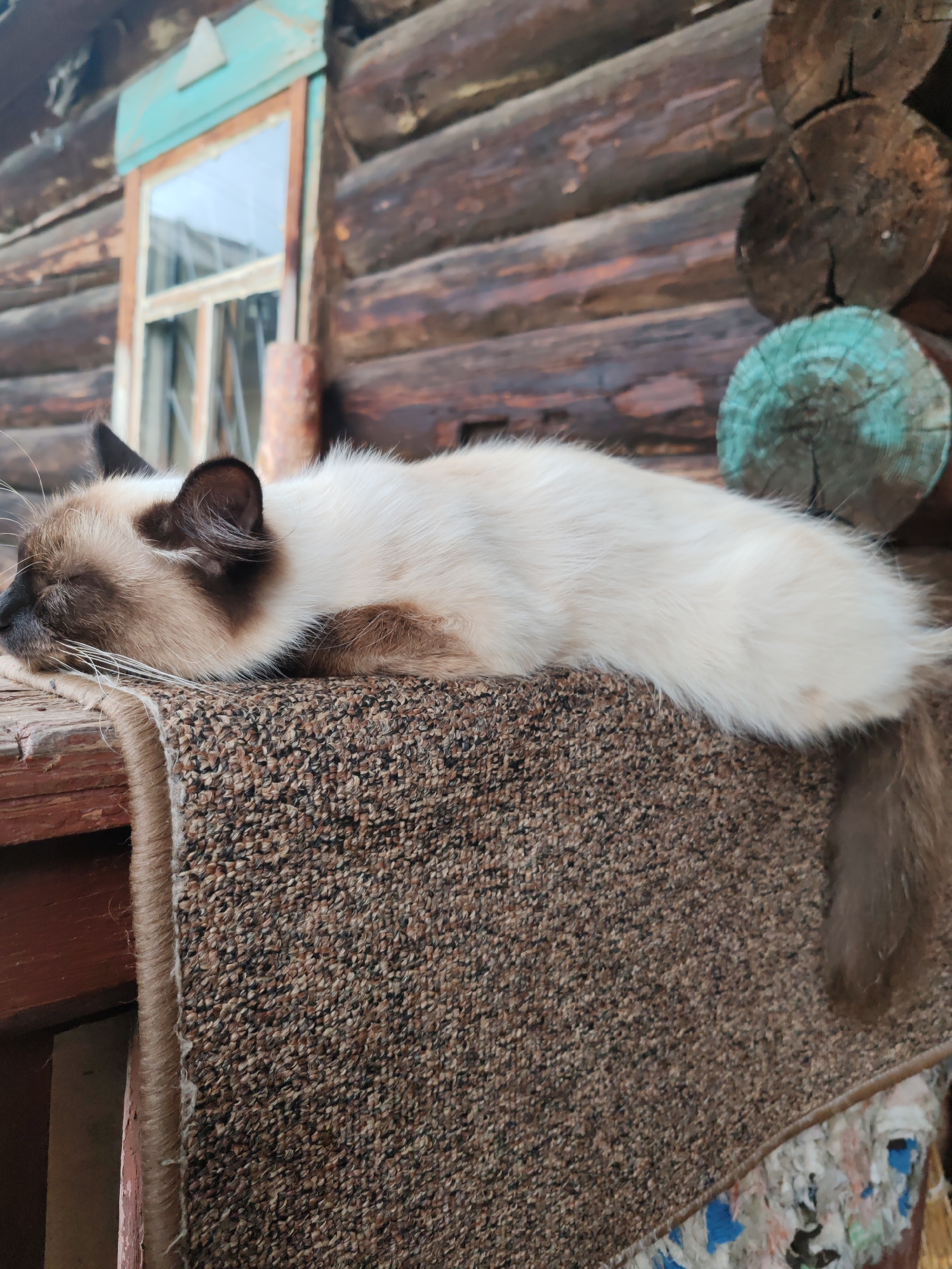 Siamese cat naps and yawns at a Russian log cabin