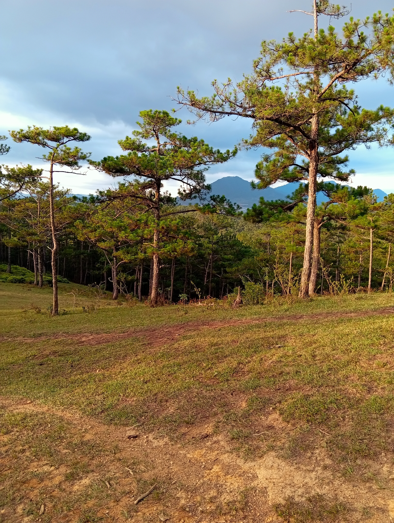 Pine forest landscapes photographed in Lạc Dương, Vietnam