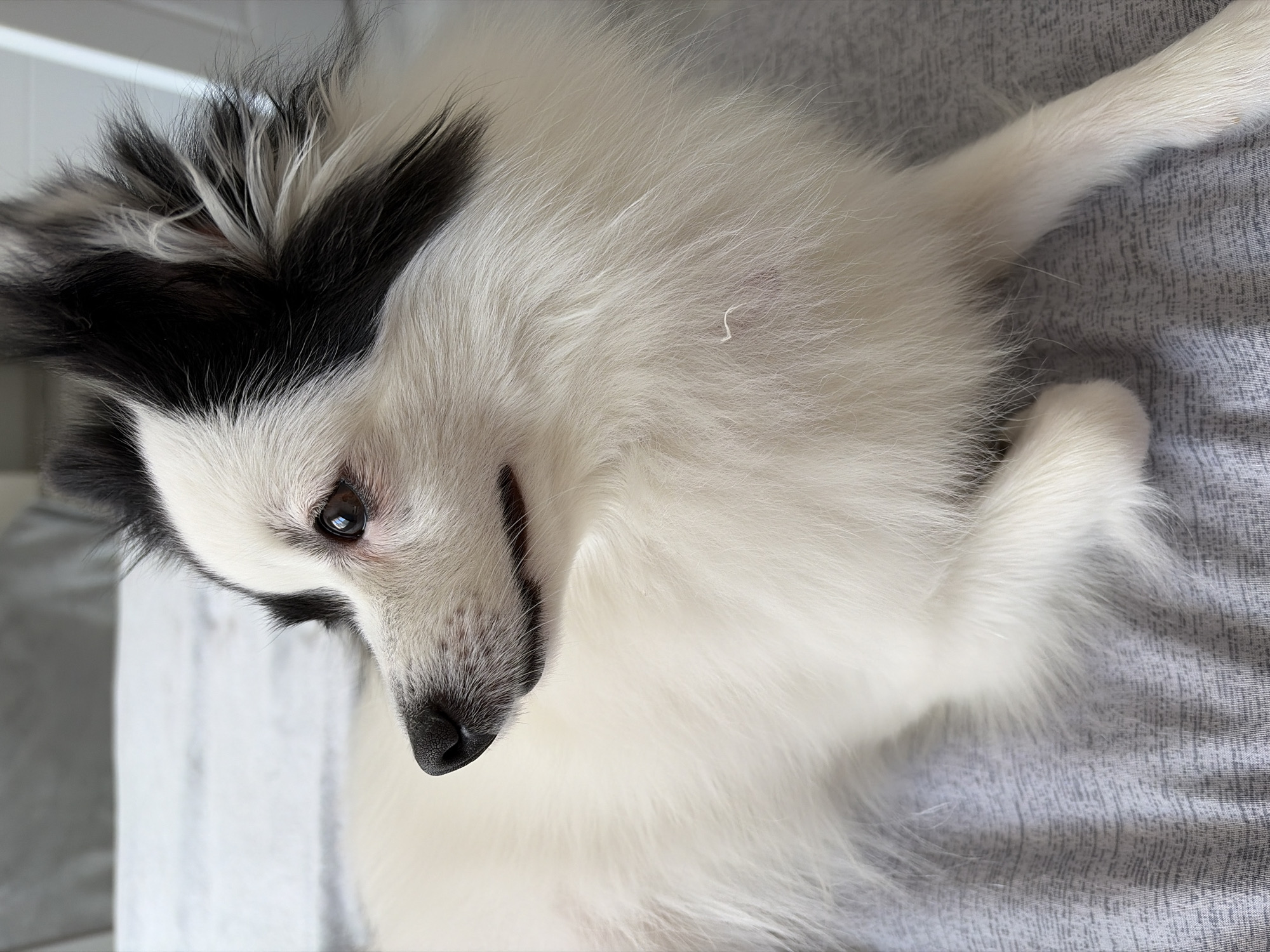 Morning with Pomeranian dog captured in Stara Zagora, Bulgaria