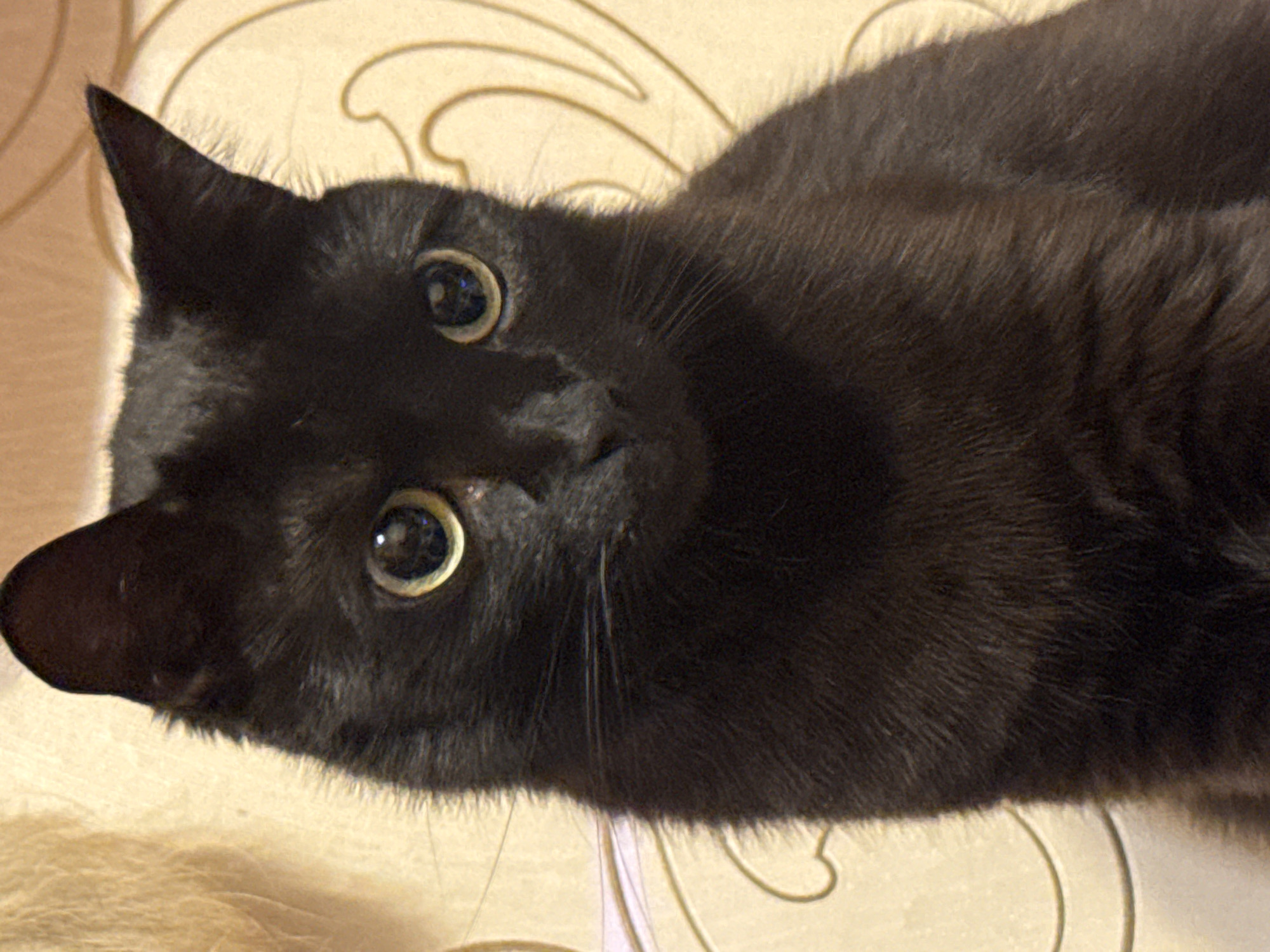 Black cat at home in Oral, Kazakhstan