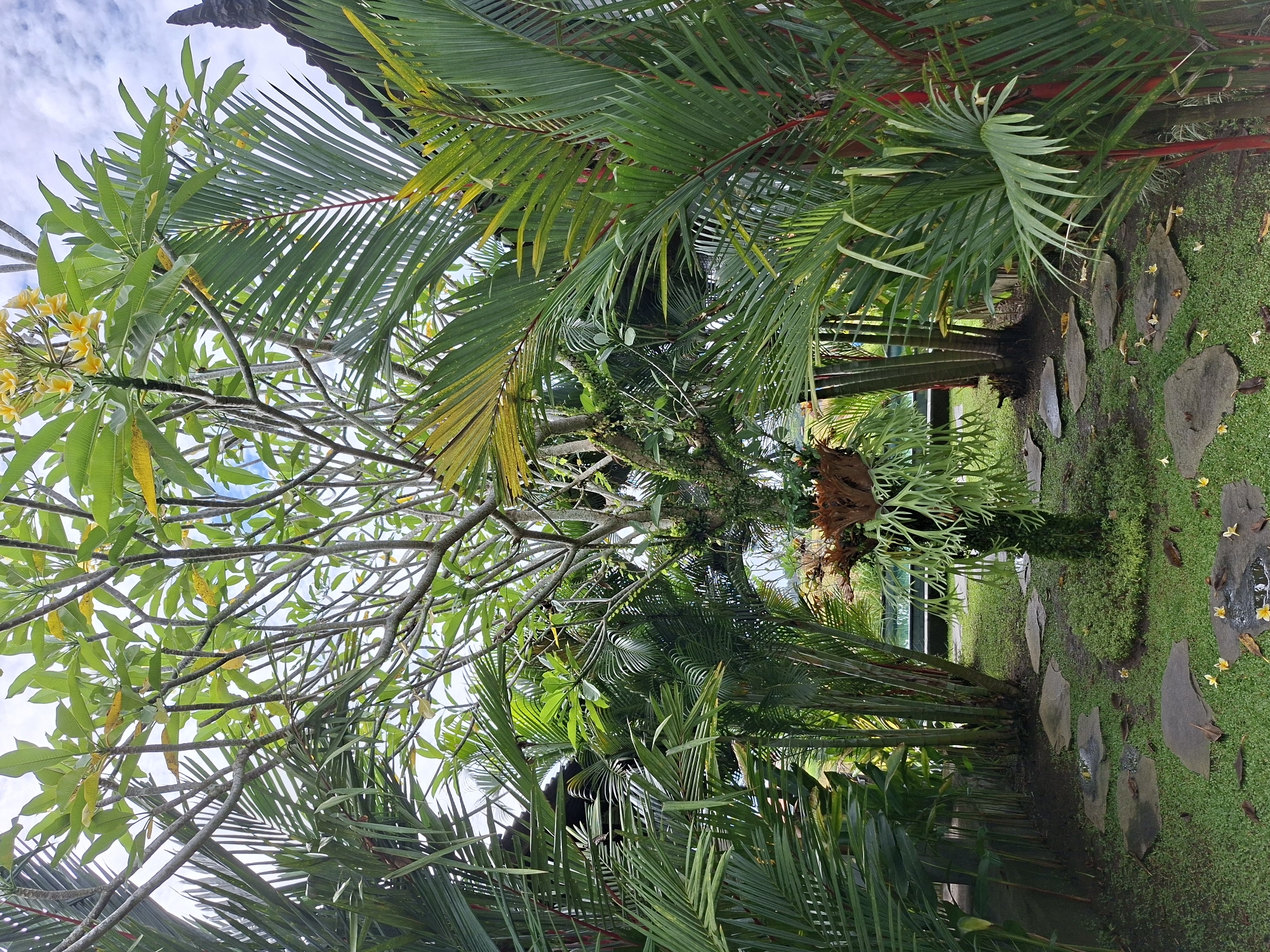 Early morning garden walk documented in Ubud, Indonesia