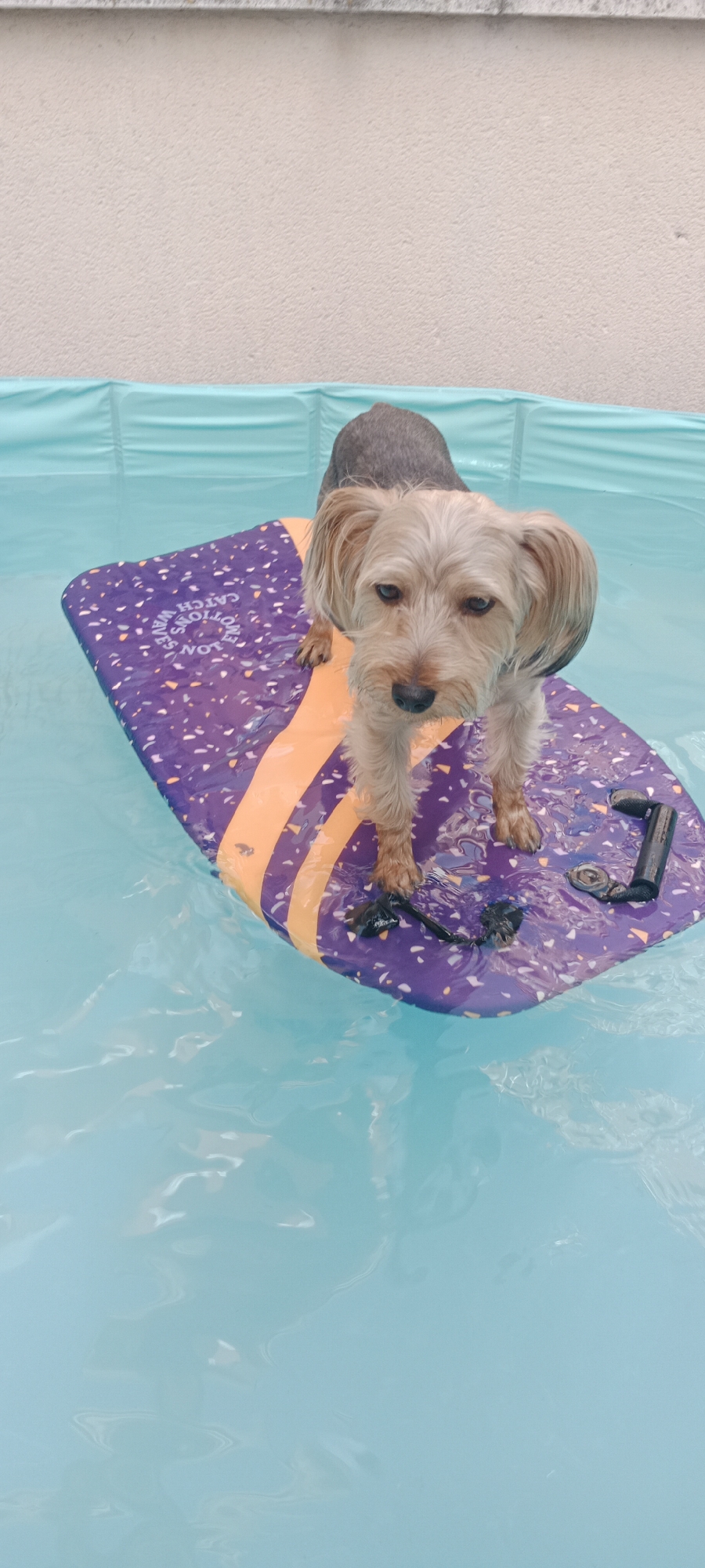 Yorkshire Terrier enjoys pool floats and patio time in Galapagar