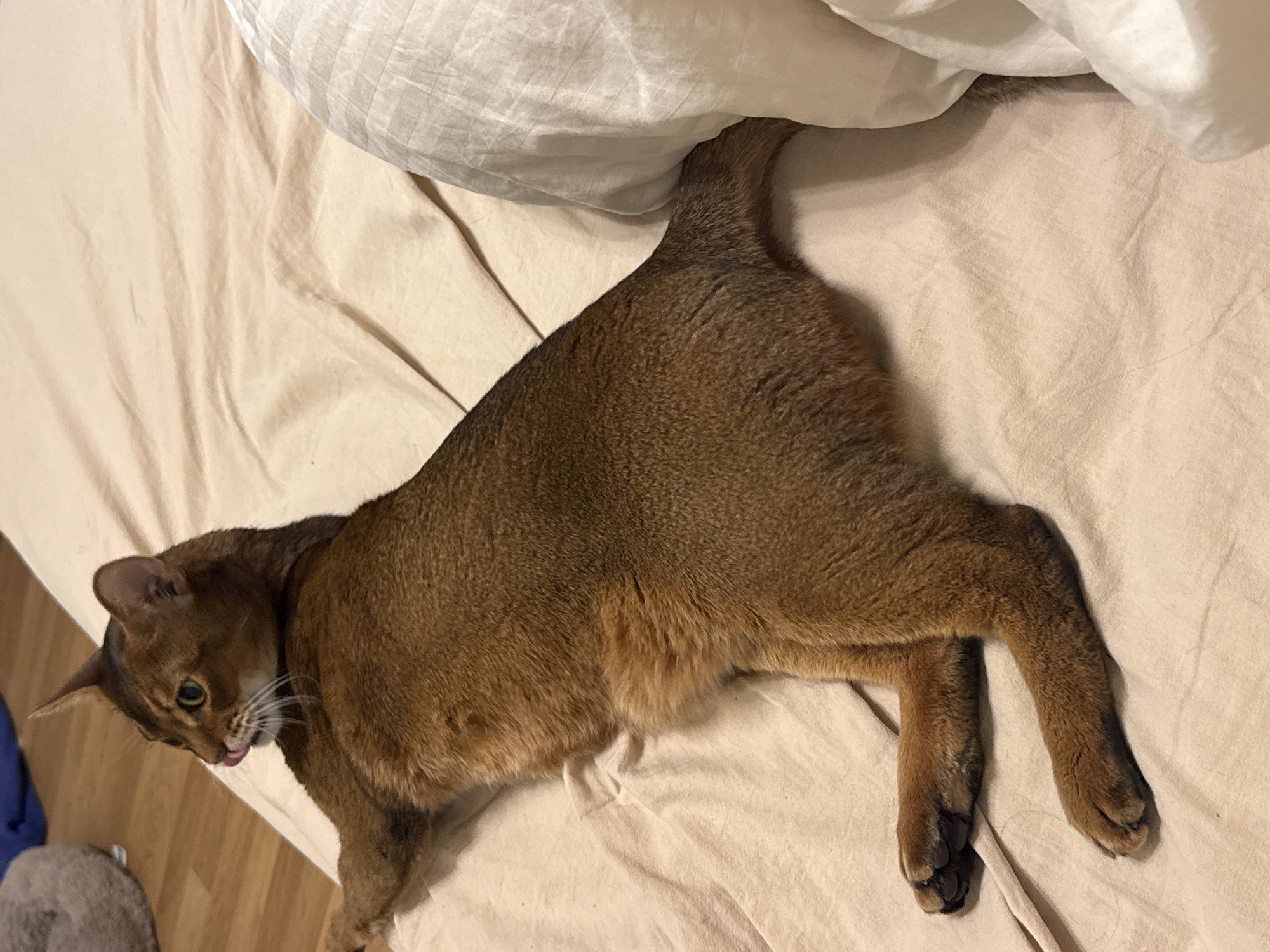 Abyssinian cat relaxing on a bed in a Moscow apartment