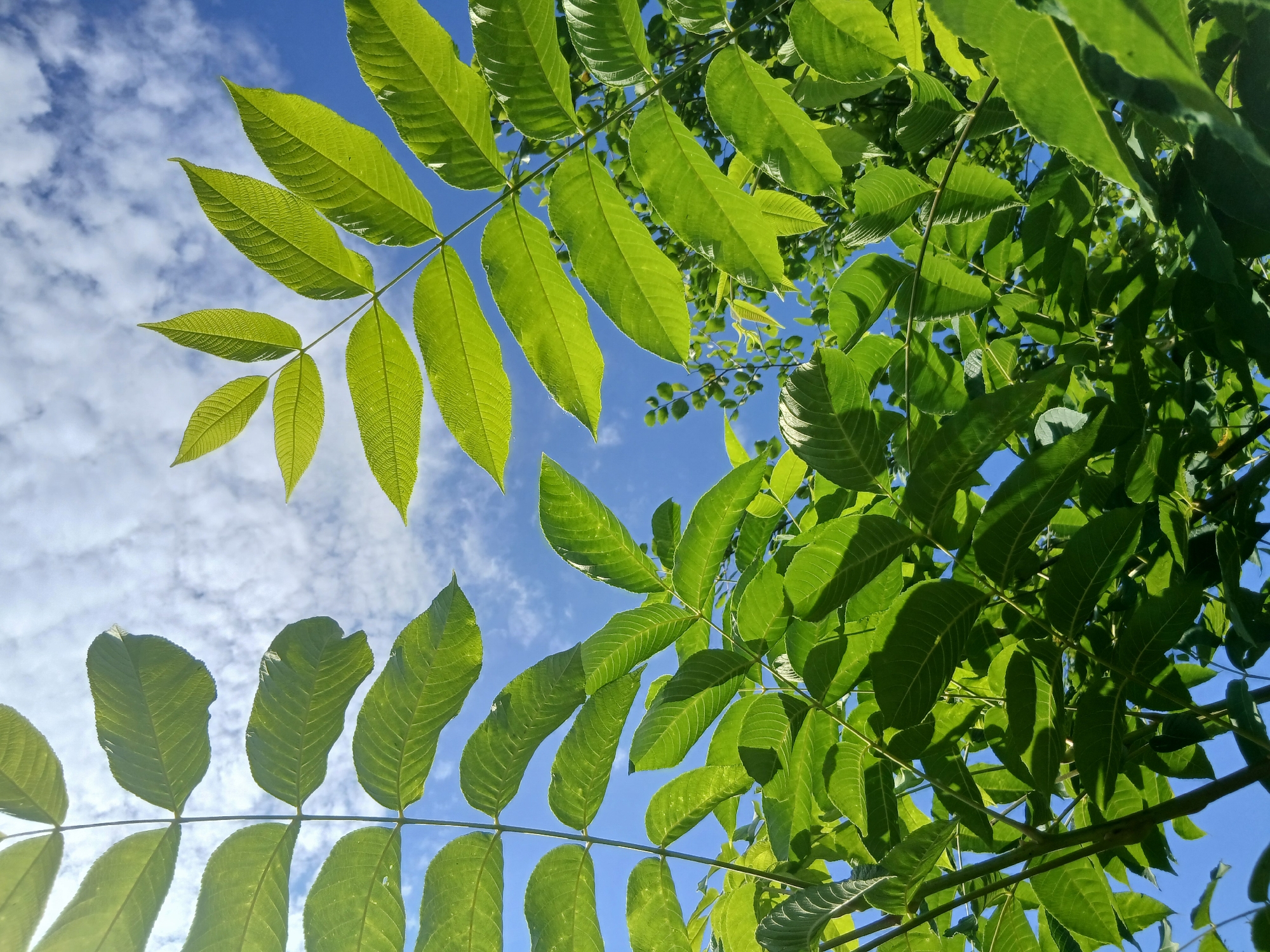 Up-close looks at leaves, flowers, and foliage in a green outdoor space.