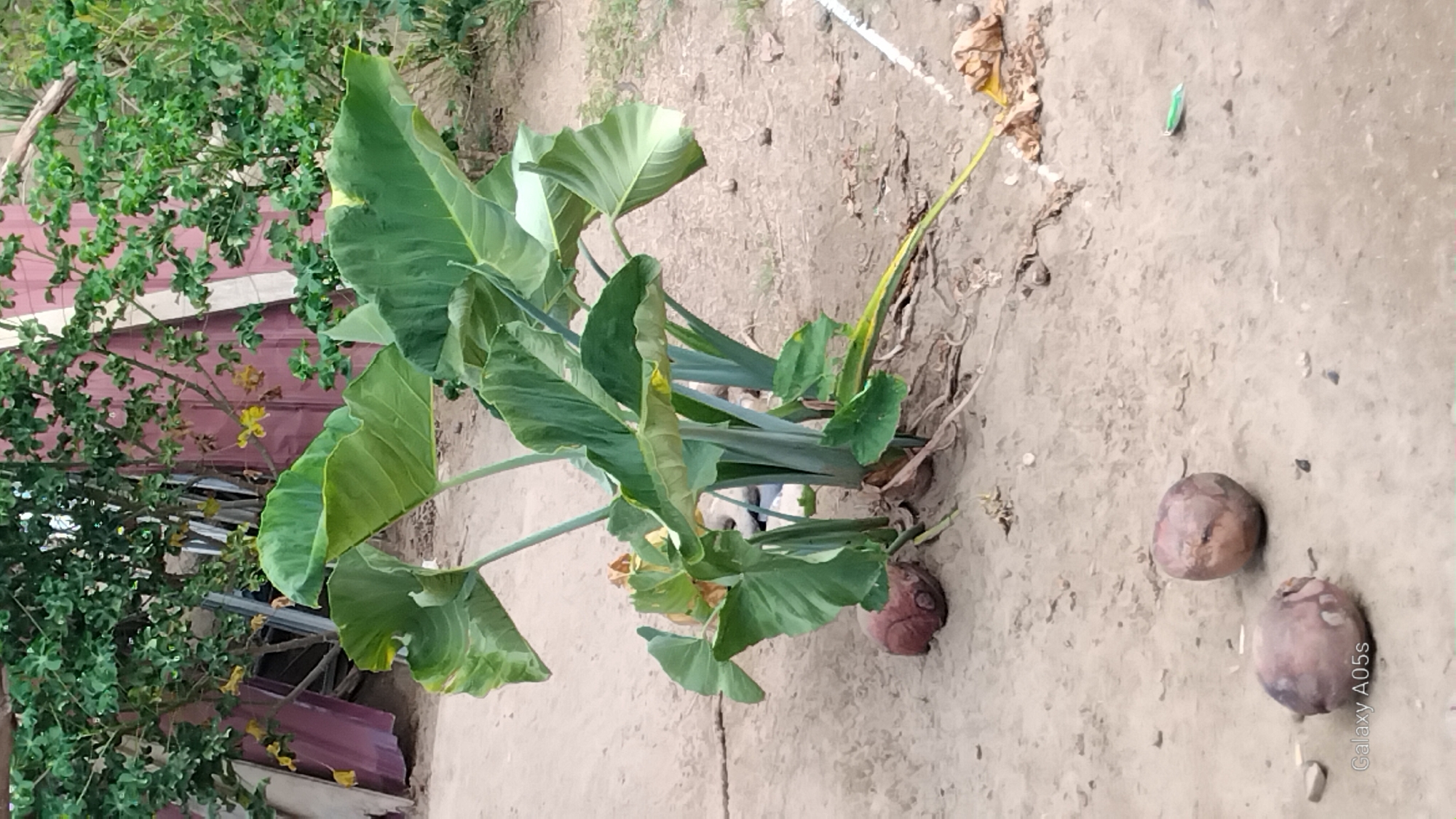 Roosters and tropical plants in a sandy Indonesian yard