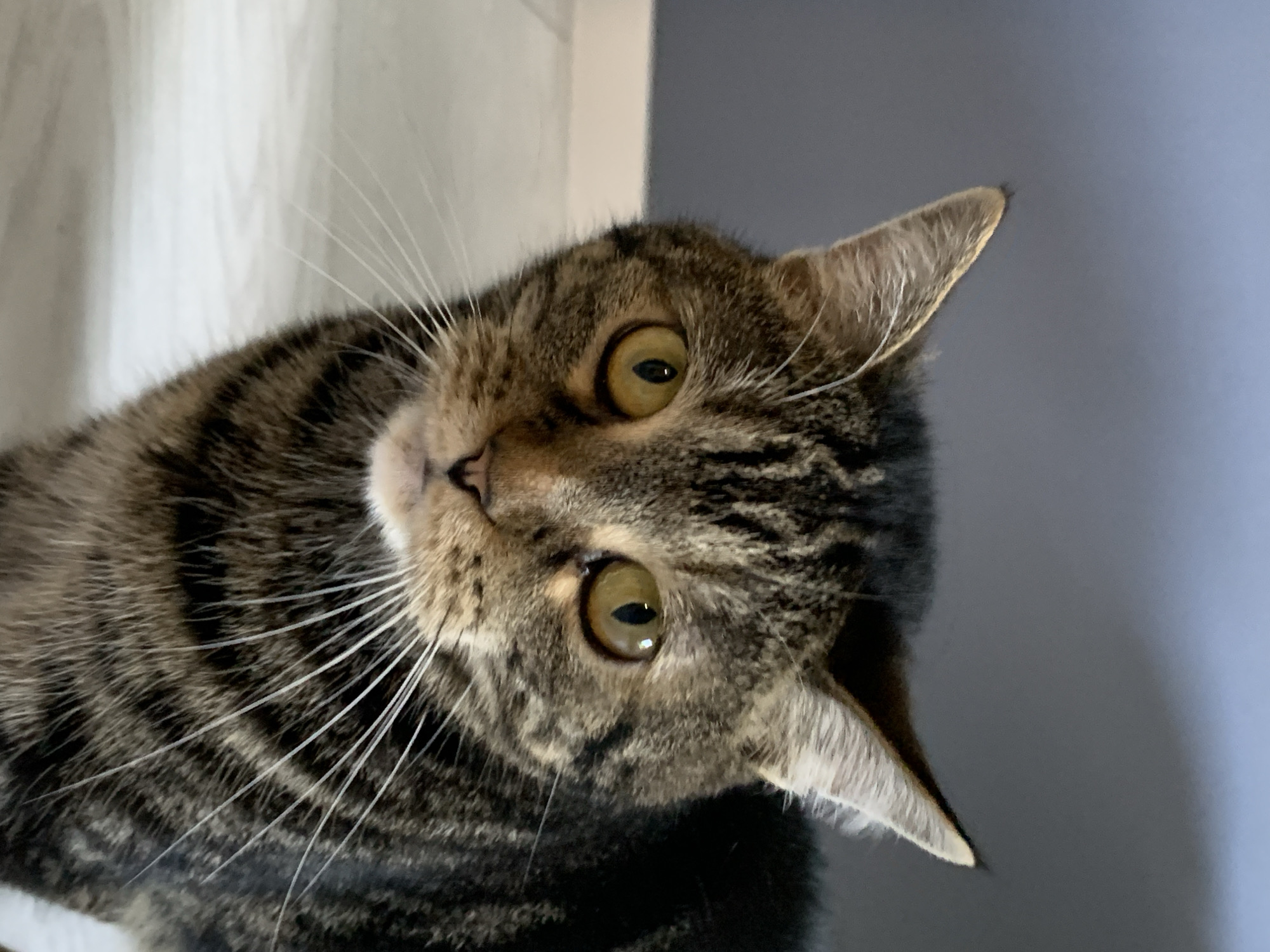 Tabby cats, a ferret, and rats at home in Stavropol