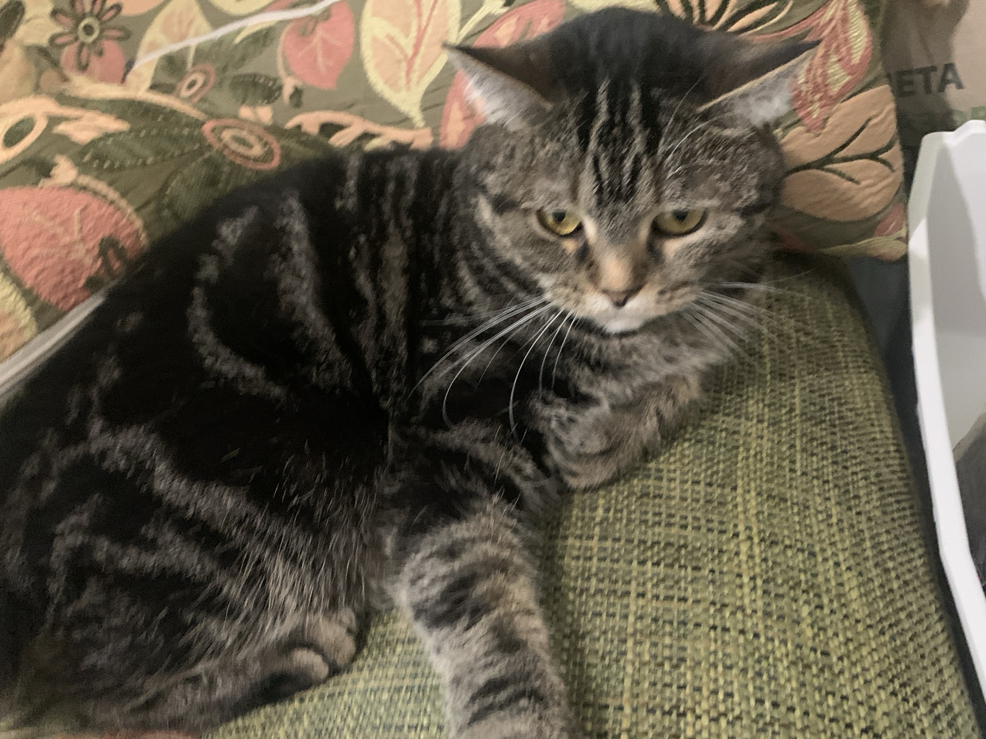 Tabby cat photographed resting on cushion in Stavropol