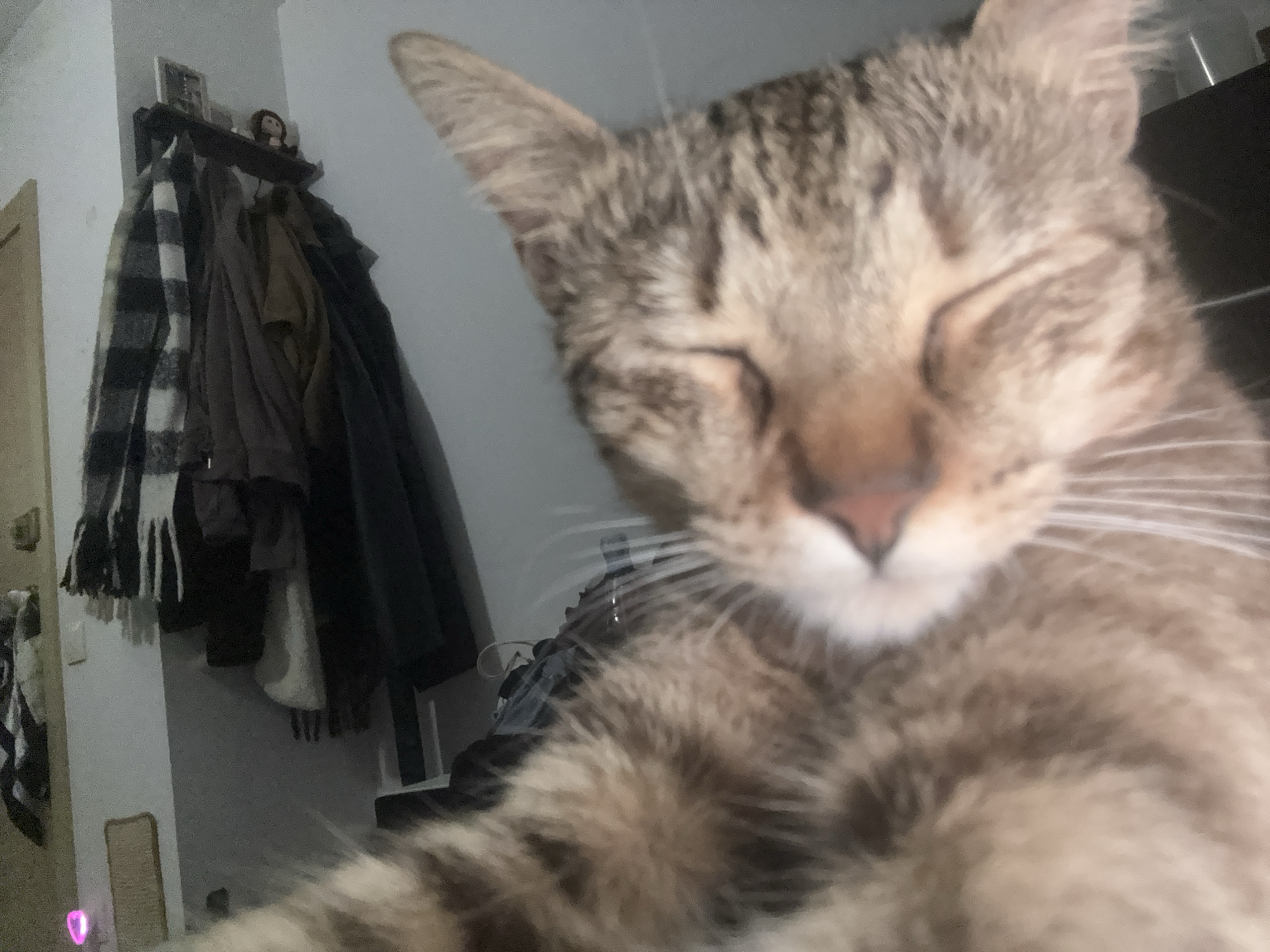Tabby cat photographed resting indoors in Barcelona