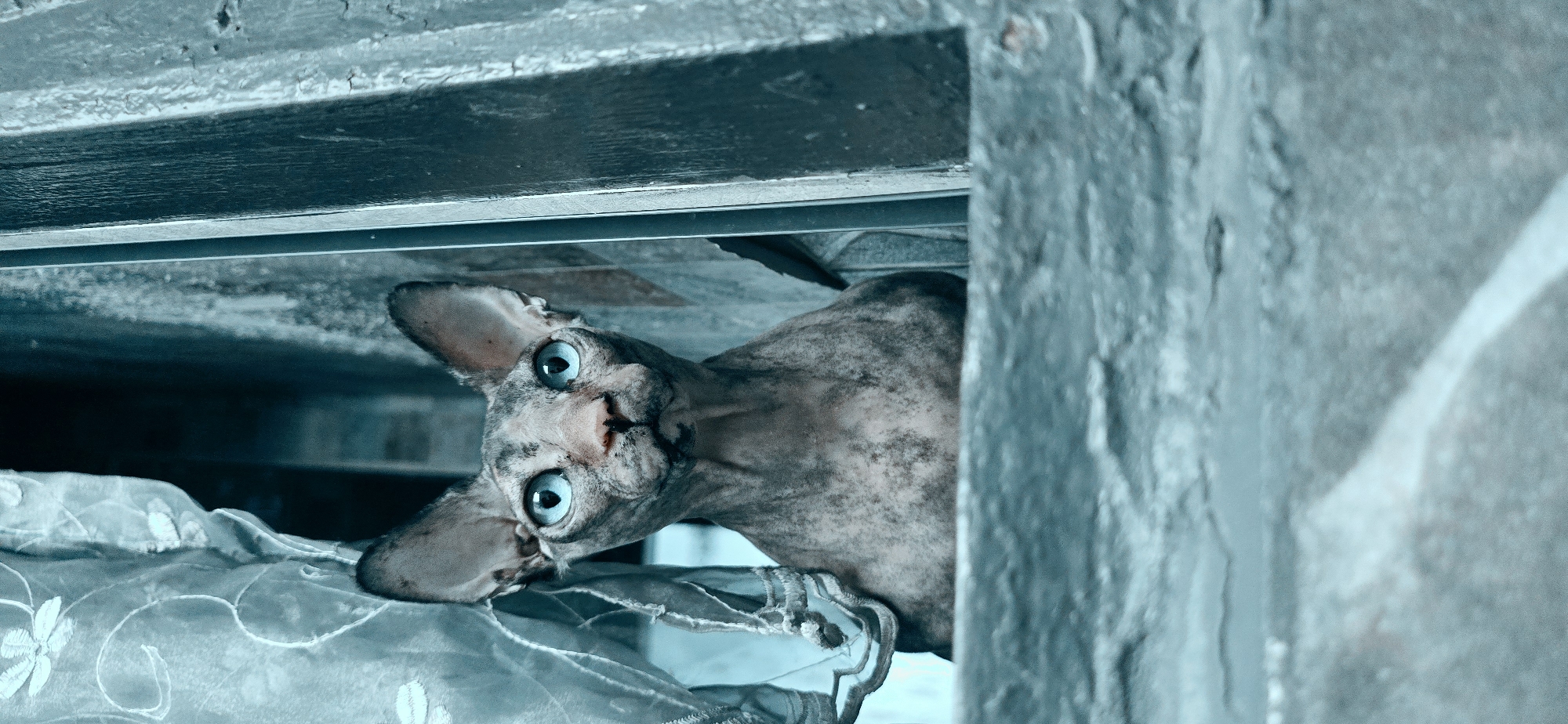 Sphynx cats in Baku, photographed up close