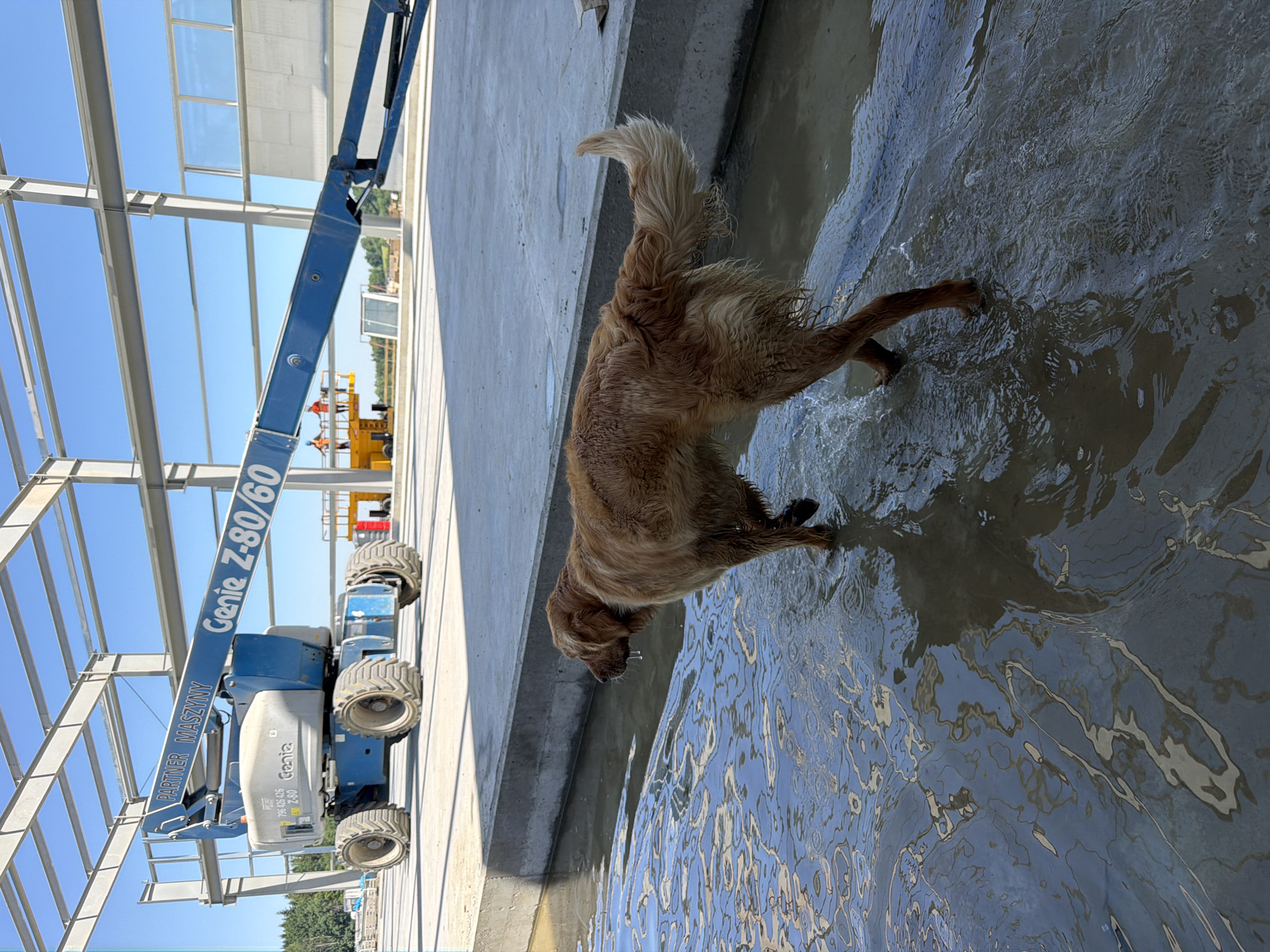 Golden retriever runs loose on a flooded construction site in Poland