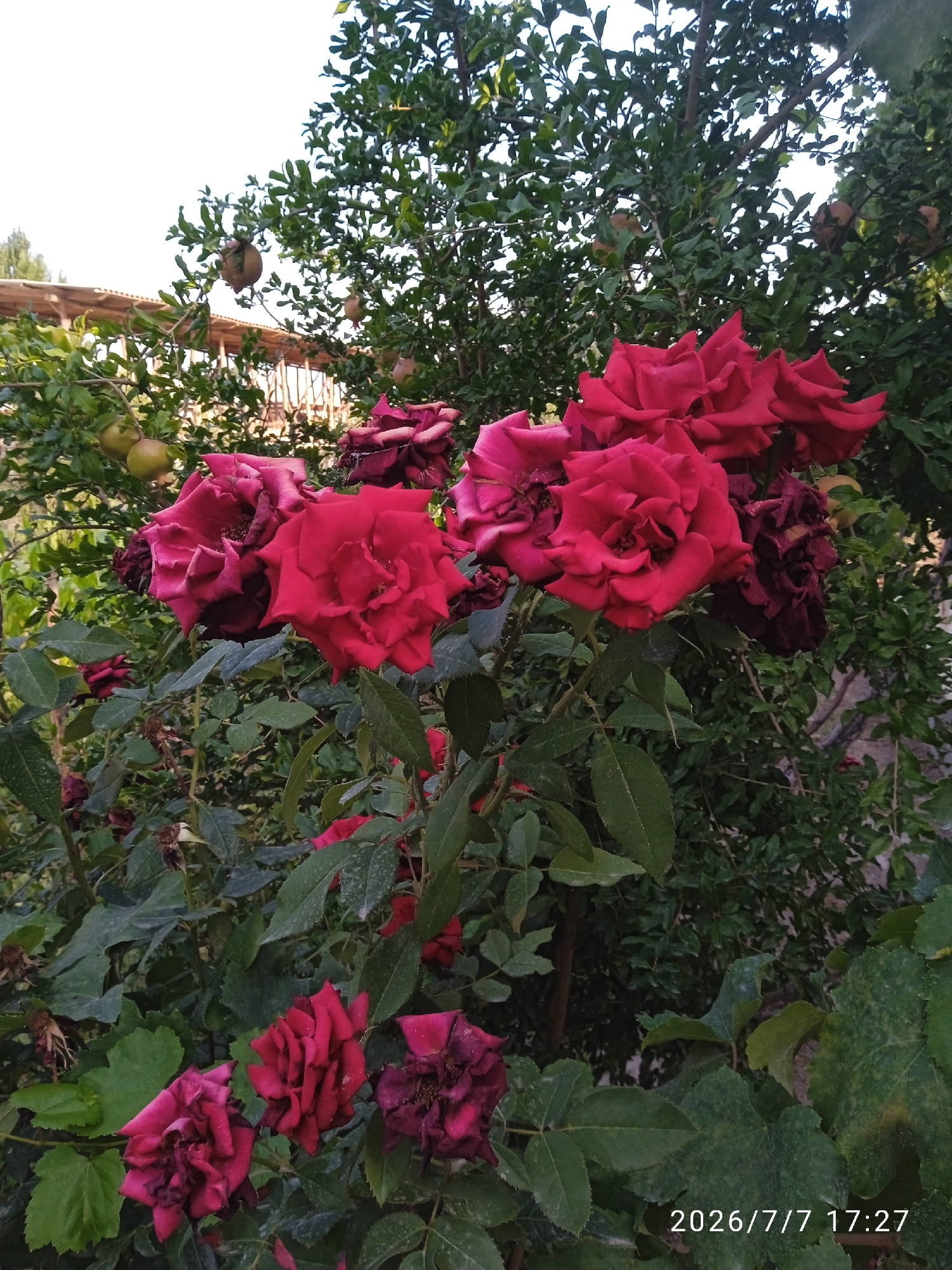Garden blooms and outdoor selfies on a summer afternoon