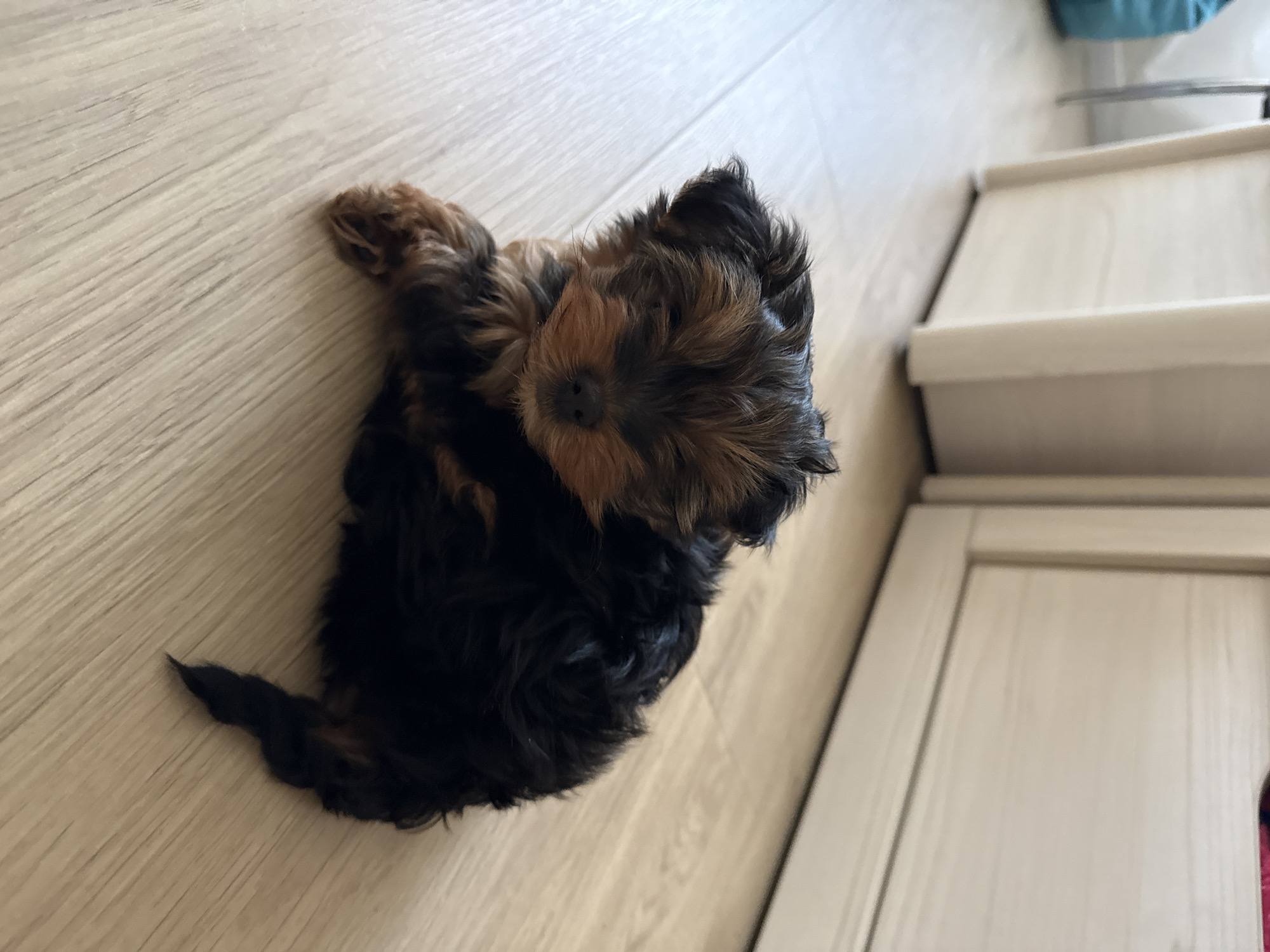 Yorkshire Terrier puppy rests near stairs in Saint Petersburg