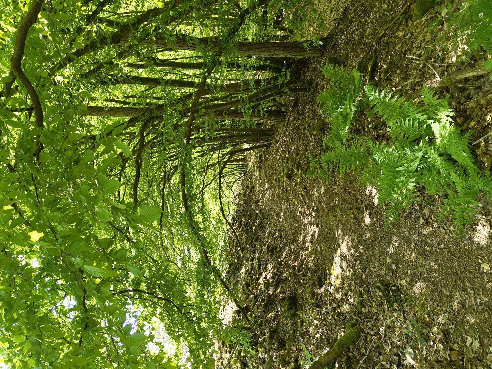Morning forest walk documented in Mettlach, Germany