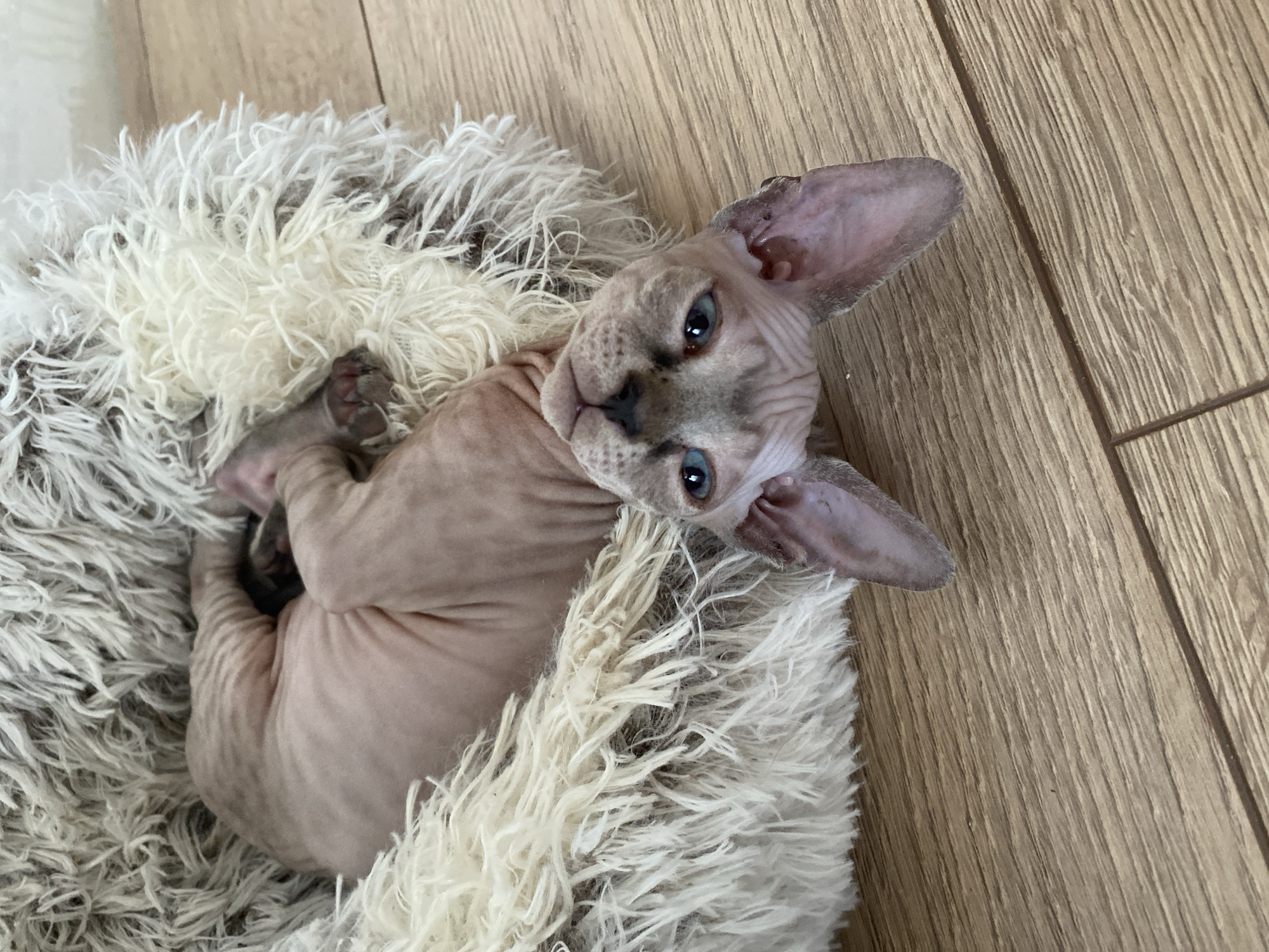 Sphynx kitten naps on rug in Russian home