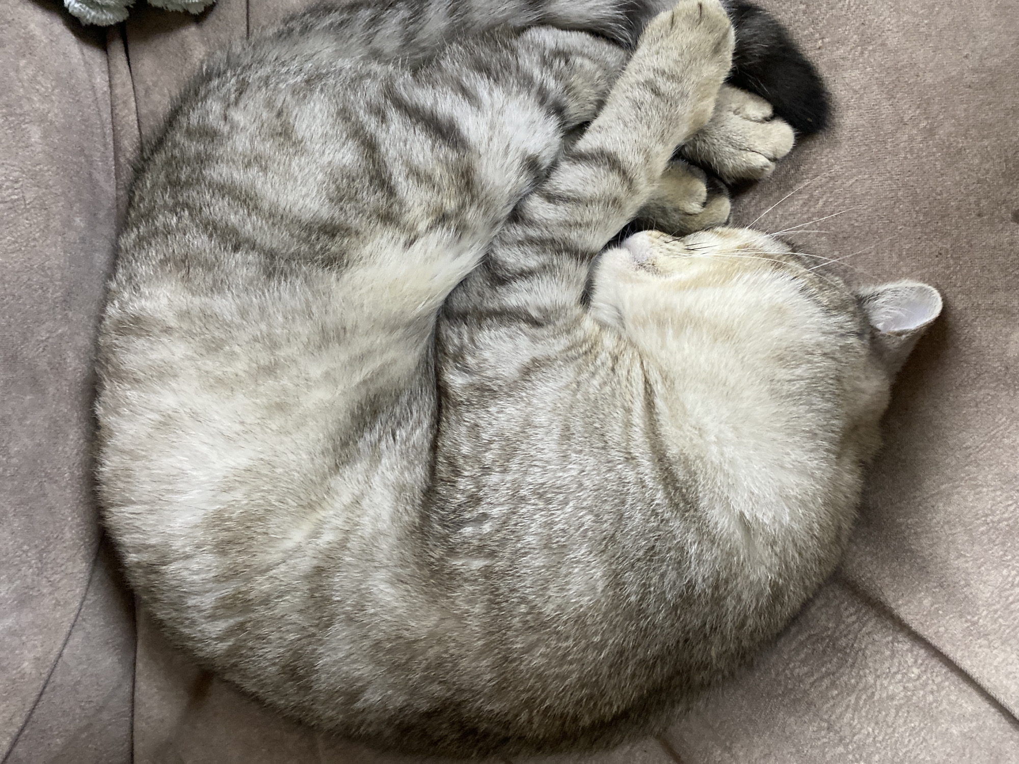 Cat sleeps peacefully in Noviy, Russia