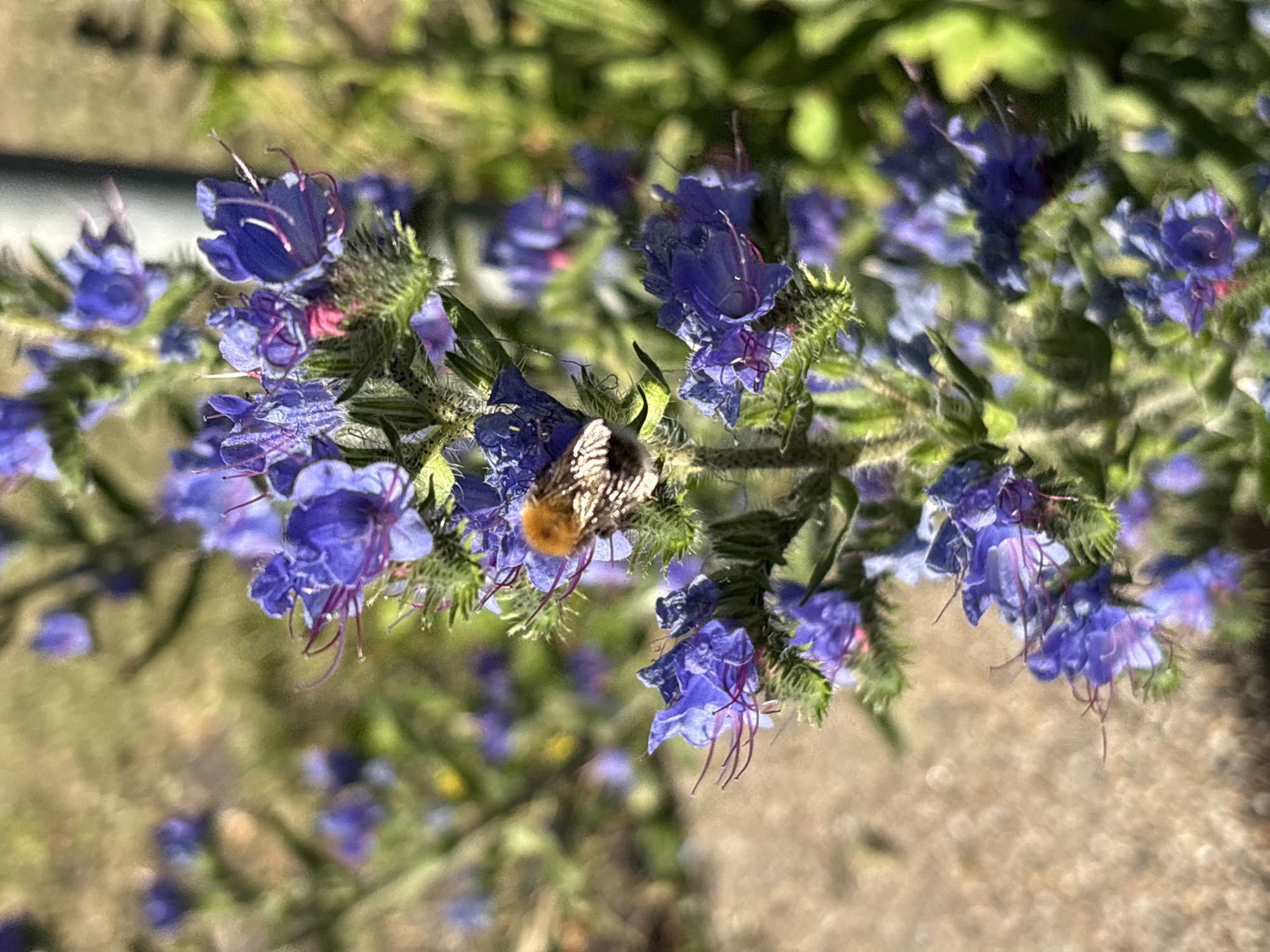 Midsummer garden walk through flowering Søborg streets