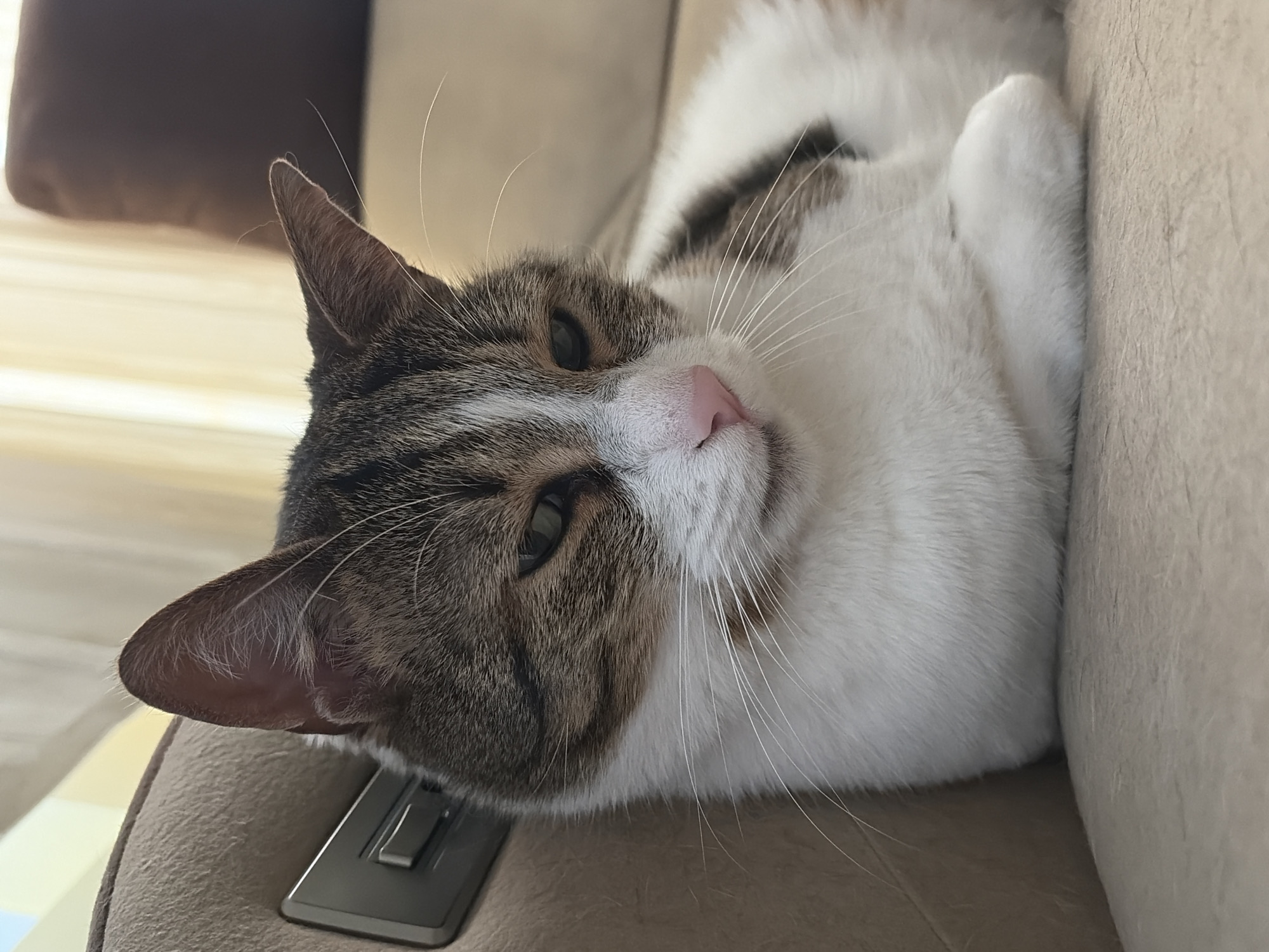 Tabby cat naps and gets pets on the couch all afternoon