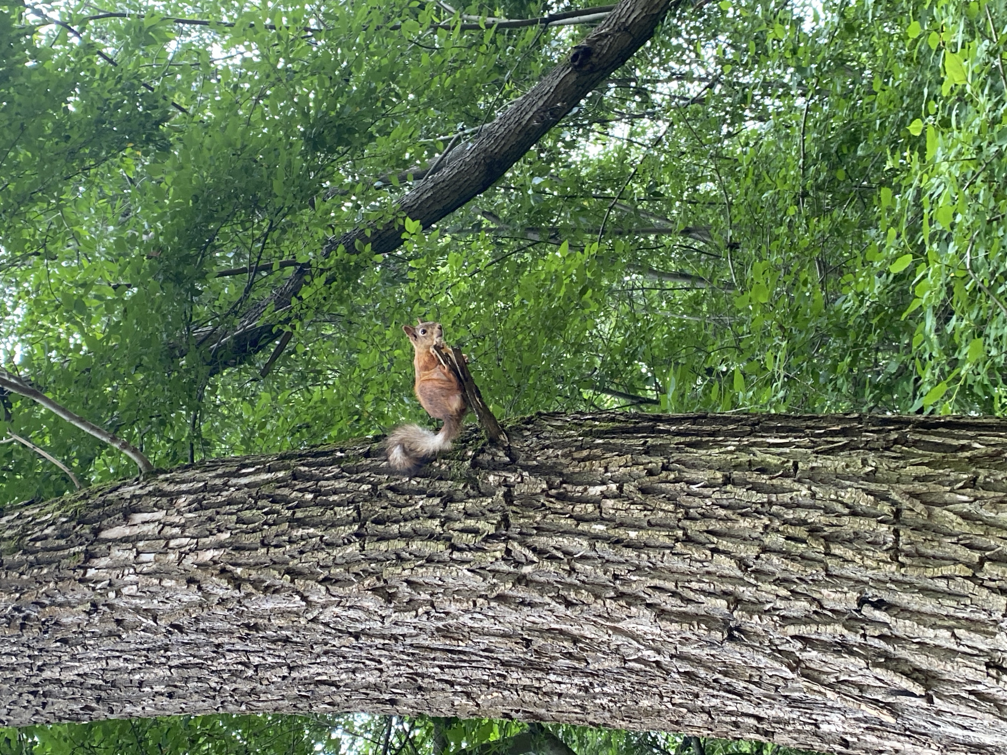 Red squirrel spotted foraging in a Perm park