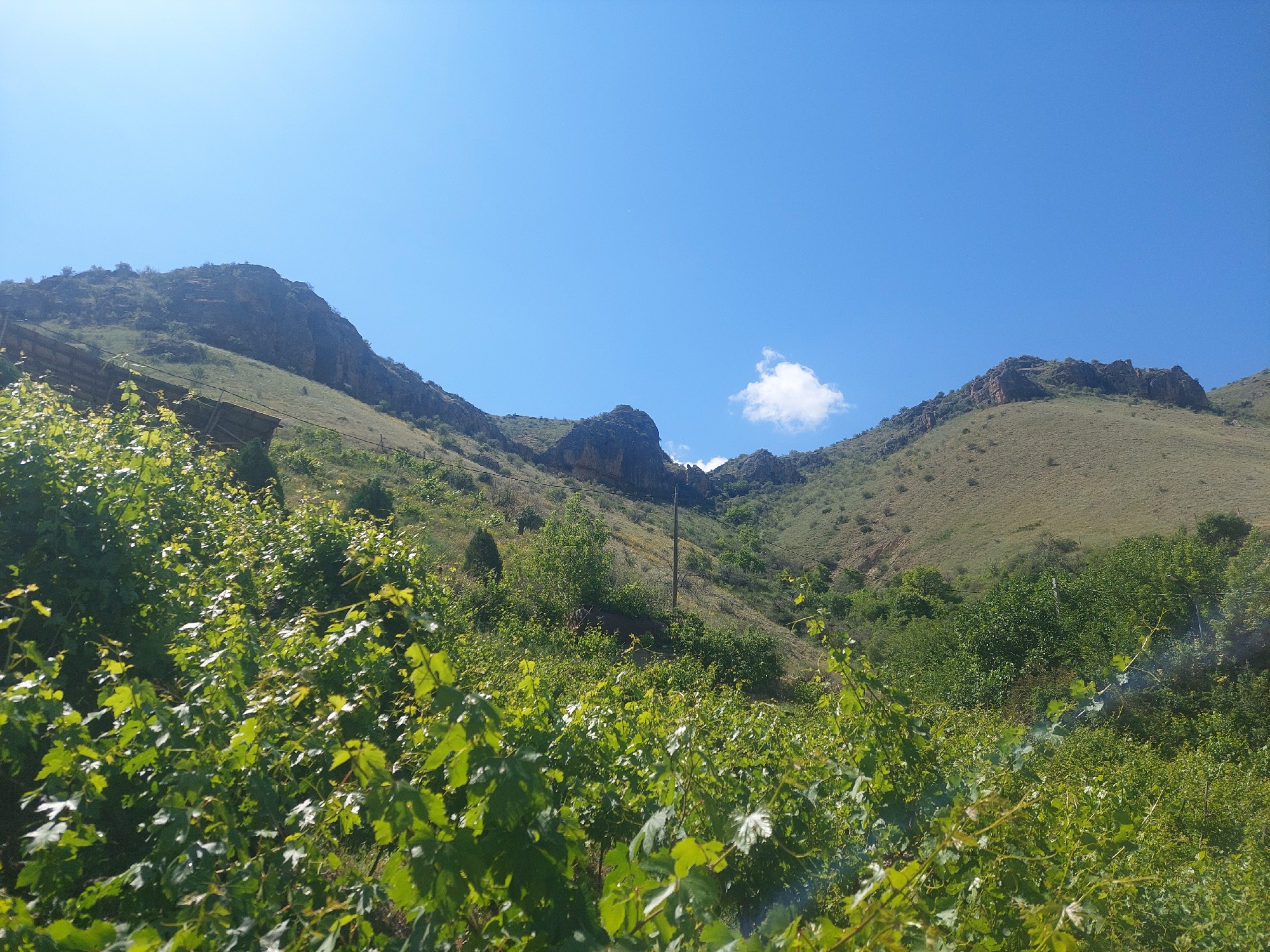 Morning vineyard landscape documented in Areni, Armenia