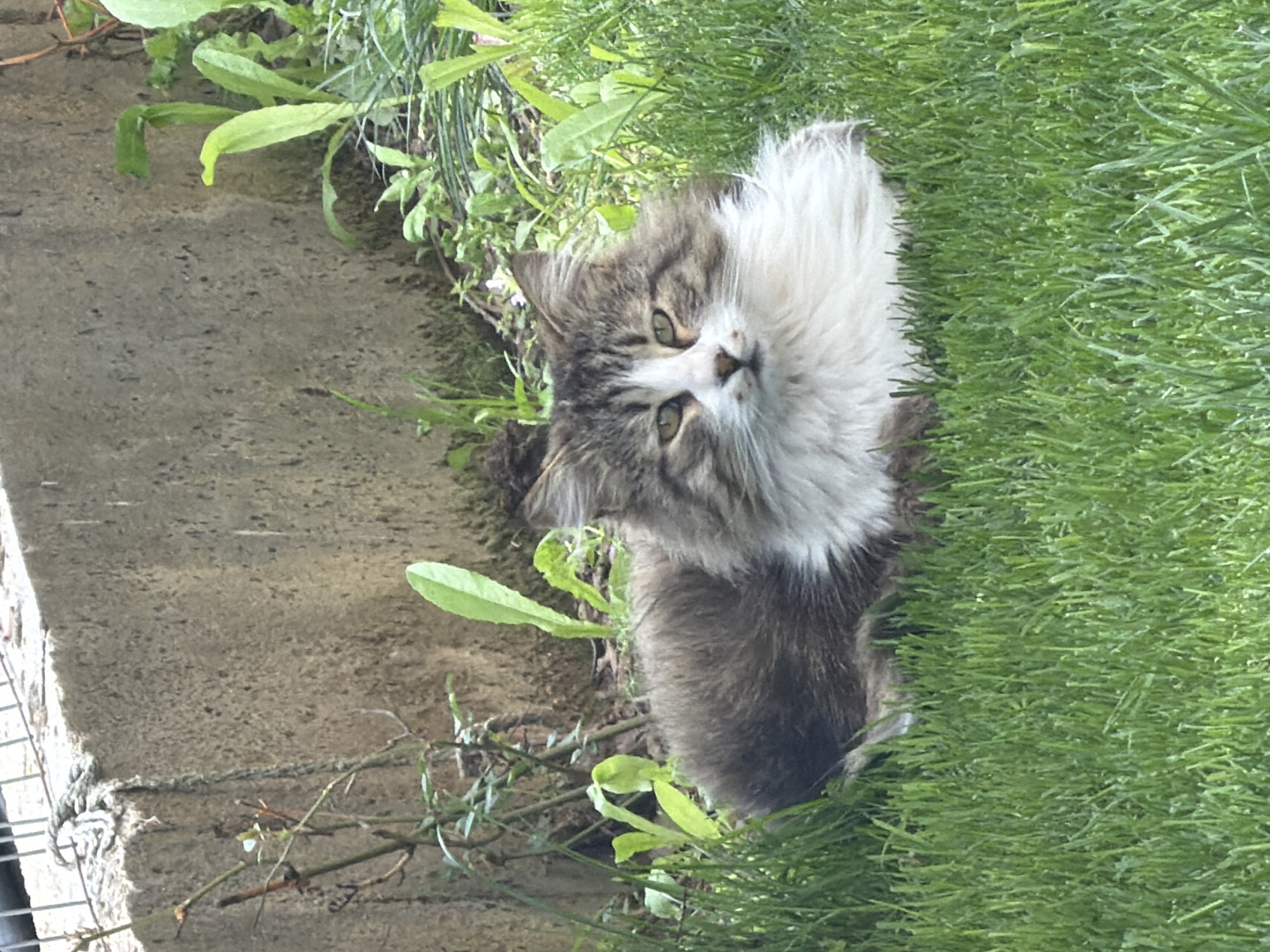 Small wildlife spotted in Bulgarian village grass patches