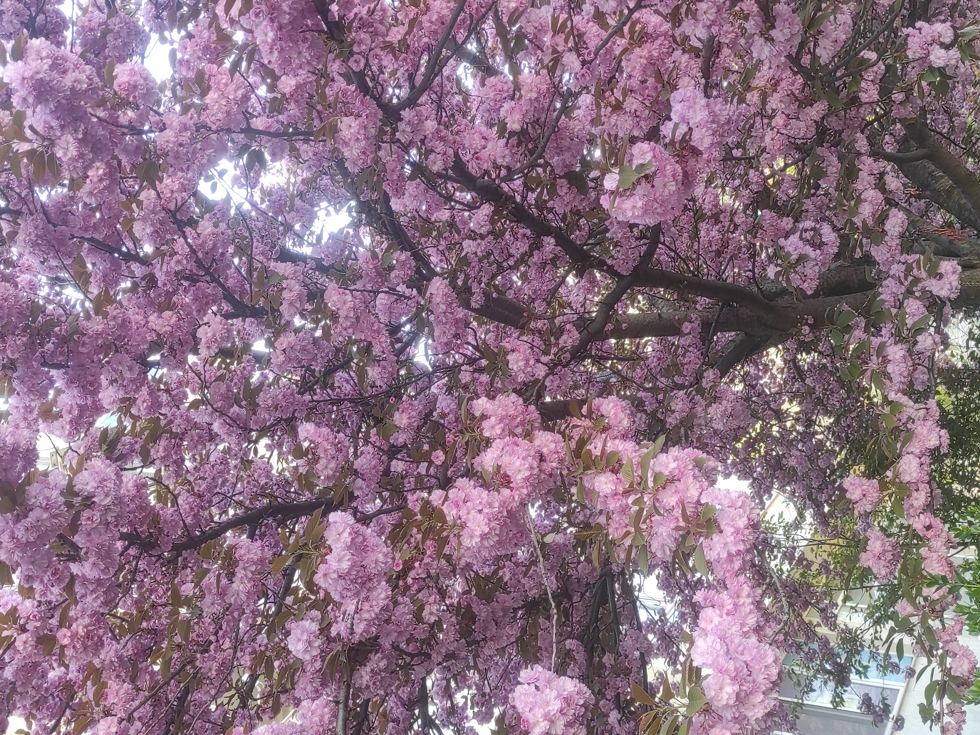 Cherry blossoms captured in full bloom across Sofia
