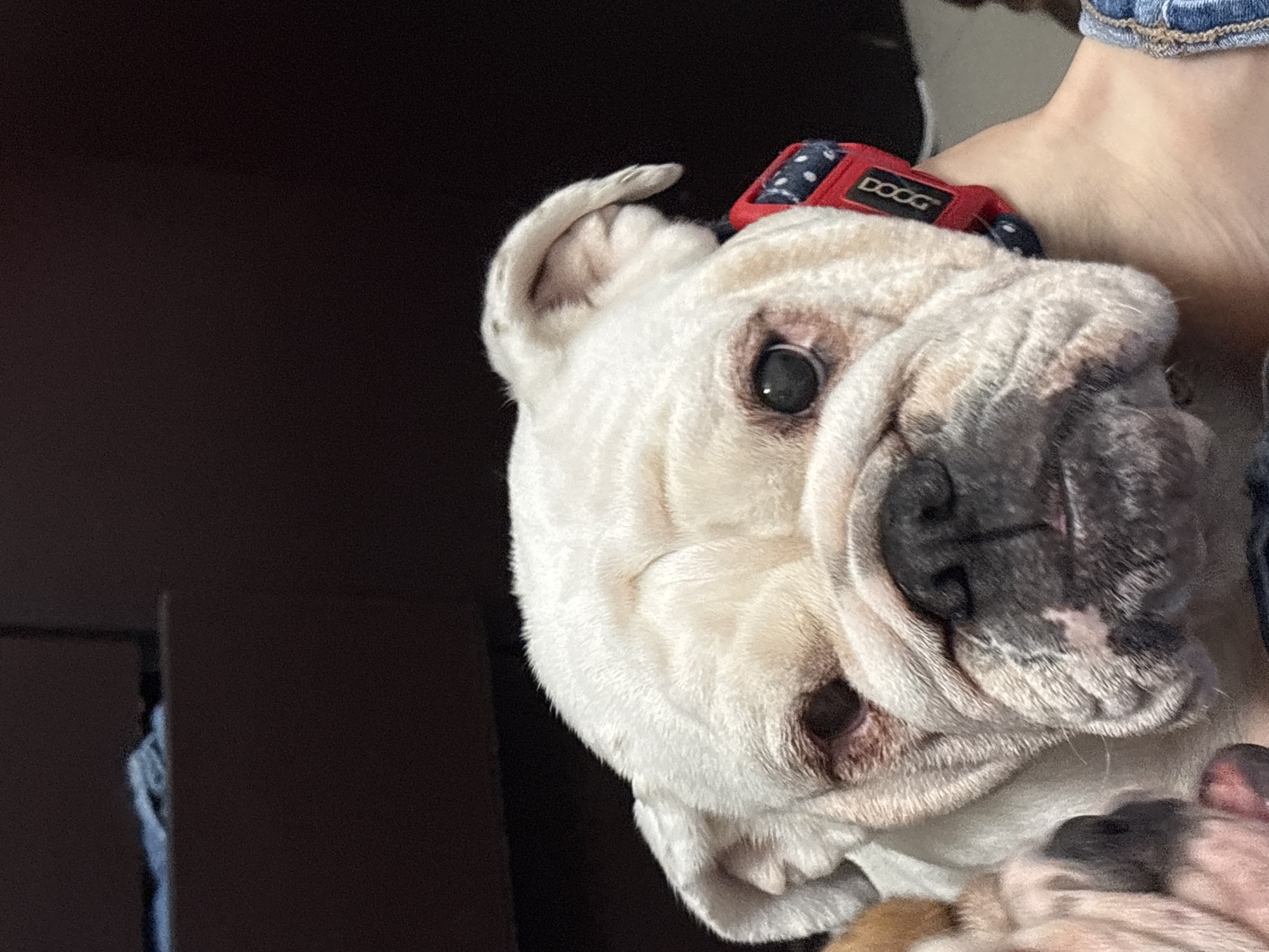 Wrinkly English Bulldog in a red polka-dot collar