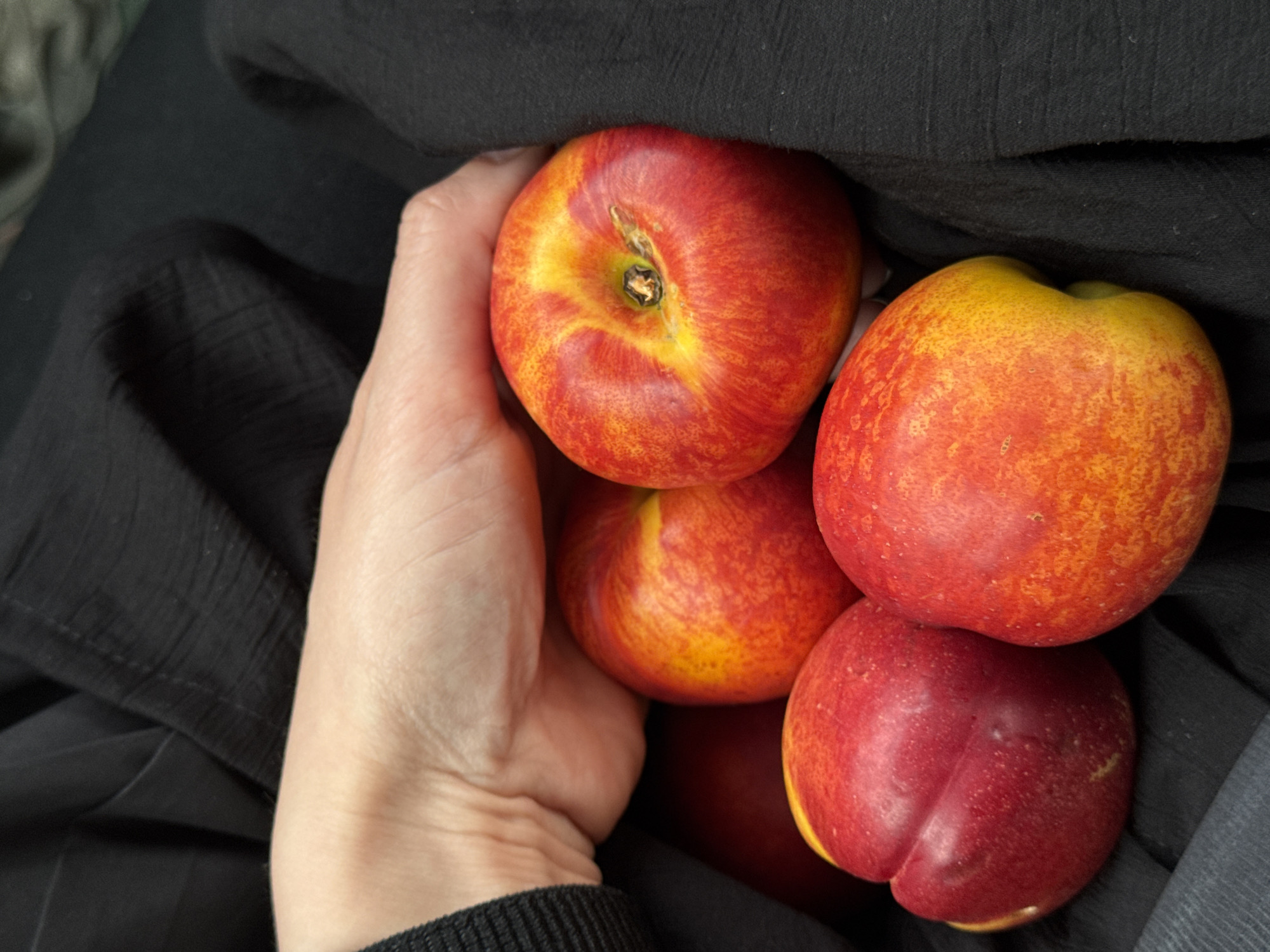 Woman holds nectarines in car in Russian village