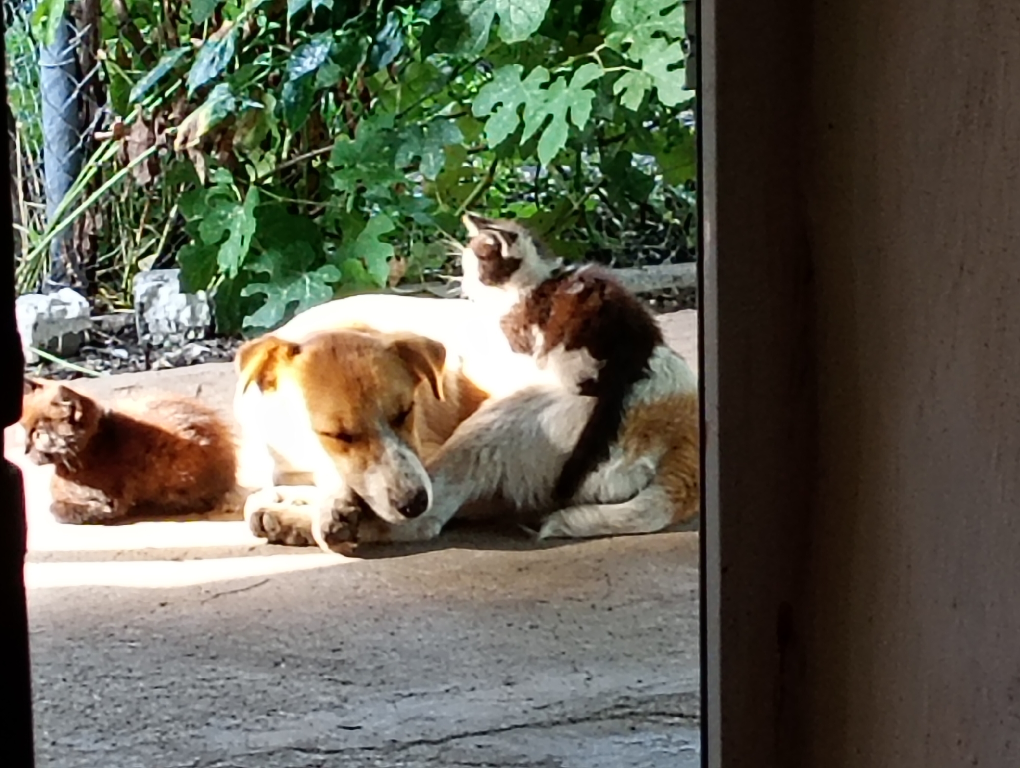Dogs and animals resting on pavement in Marynivka