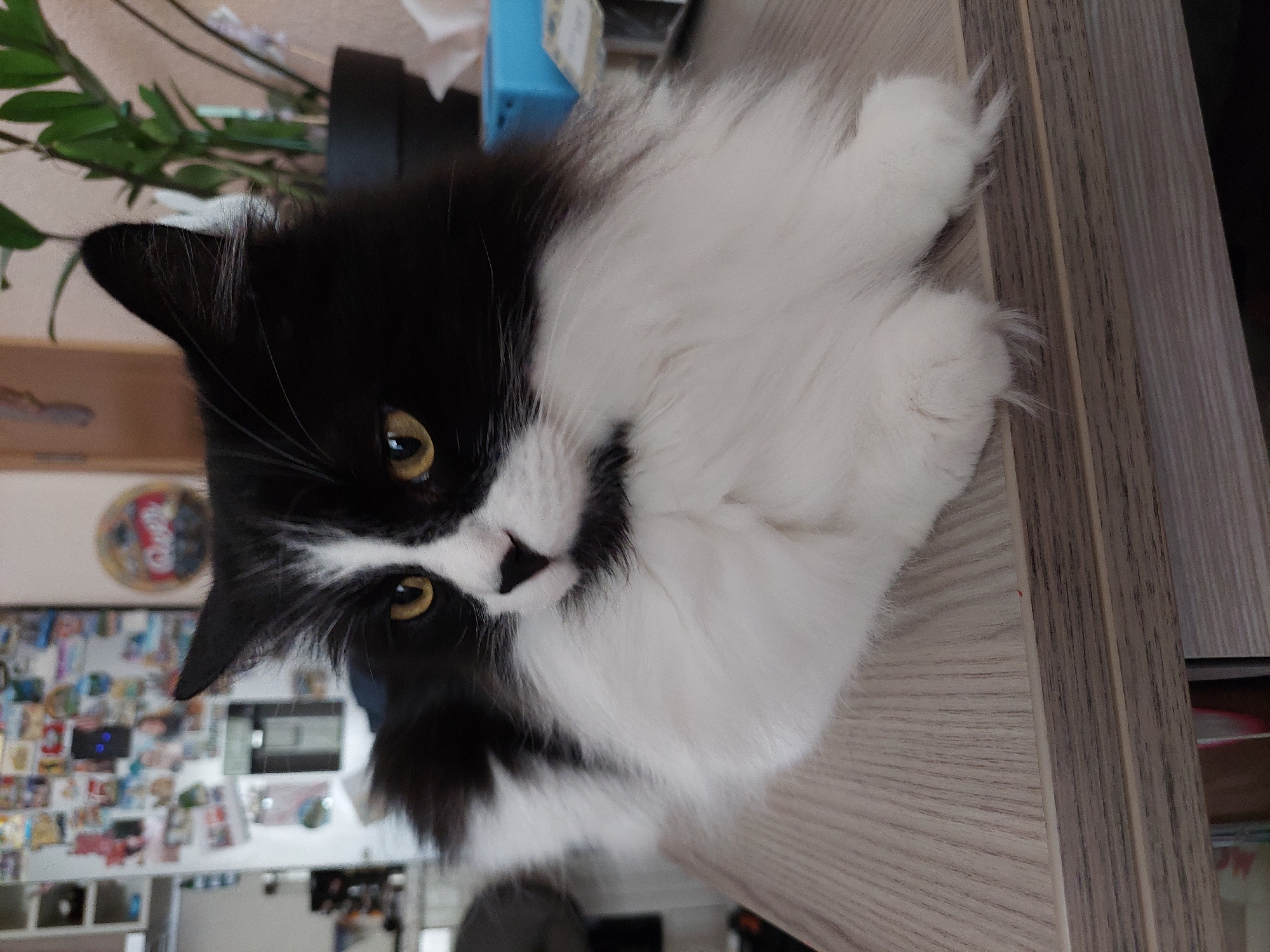 Black and white cat rests on wooden surface in Plovdiv