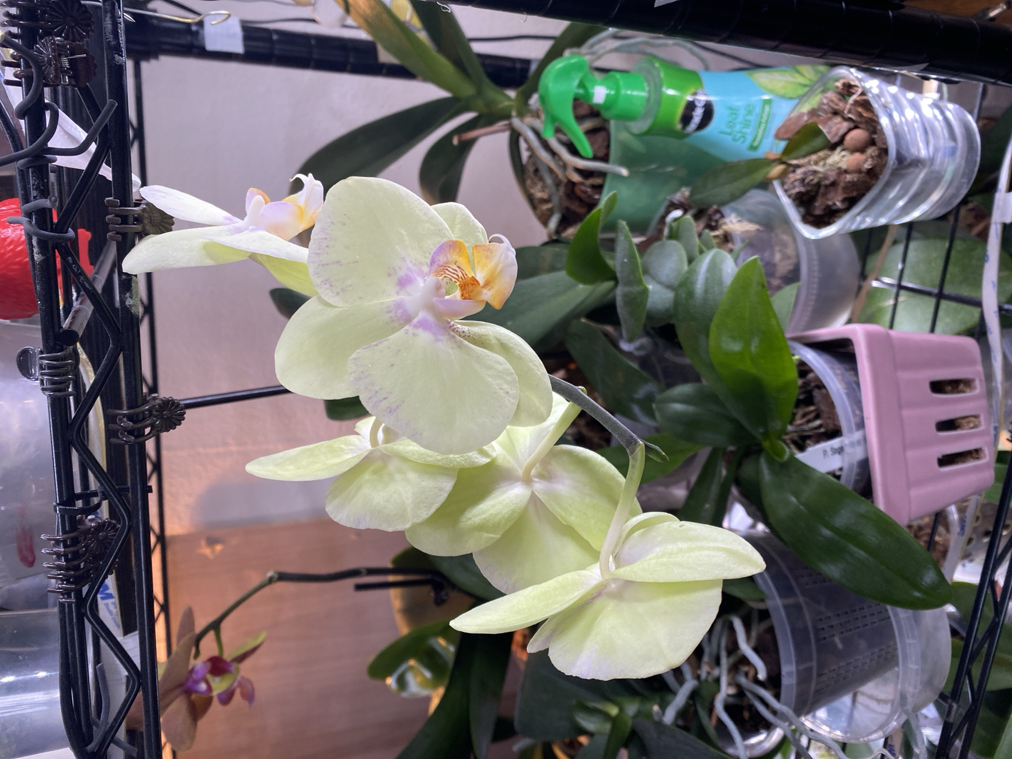Orchids, artificial blooms, and floral art at a Miami shop