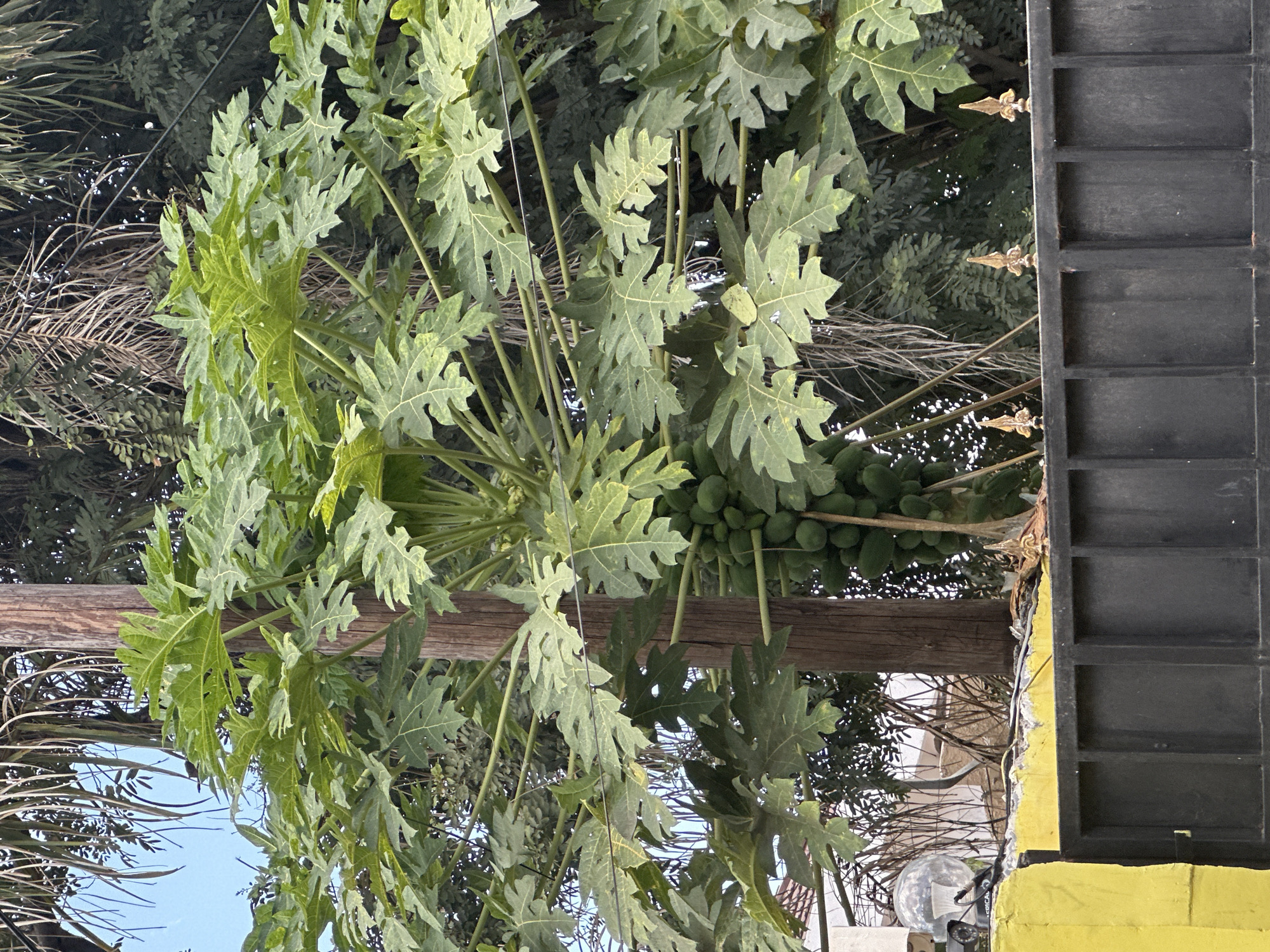 Papaya, corn, murals, and houses in a Dar es Salaam neighborhood