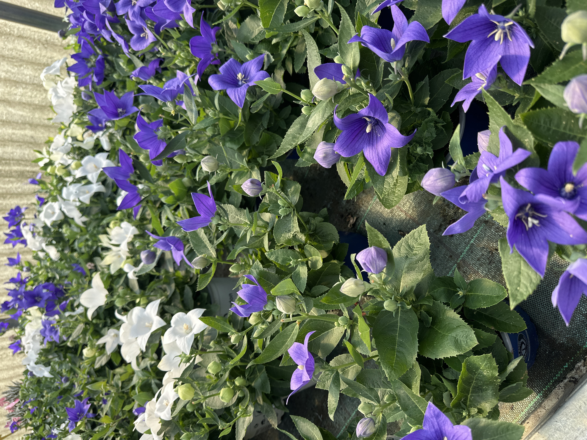 Greenhouse in Borno shows blooming balloon flowers and cyclamen