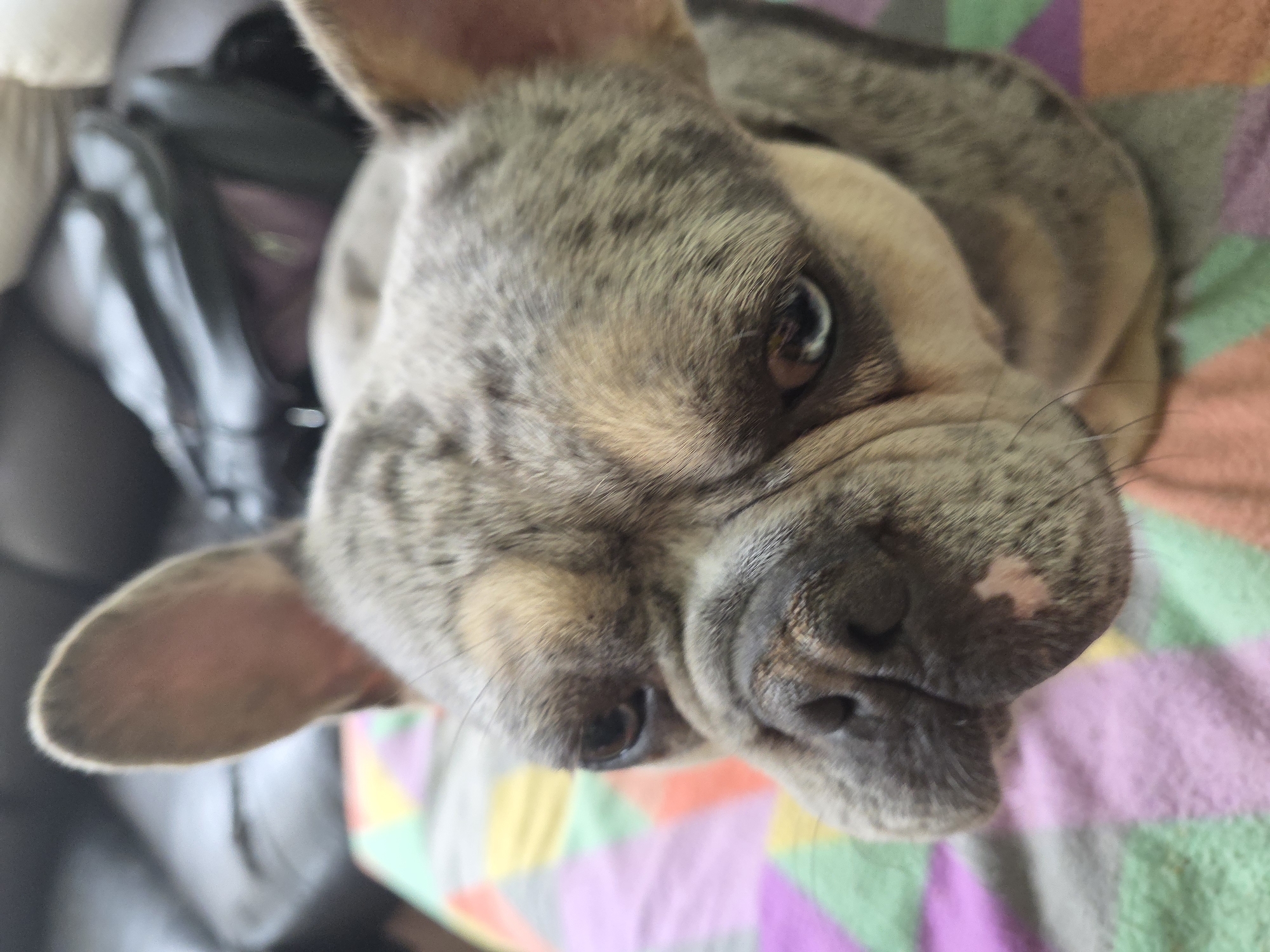 French Bulldog photographed in close-up shot in Dupnitsa, Bulgaria