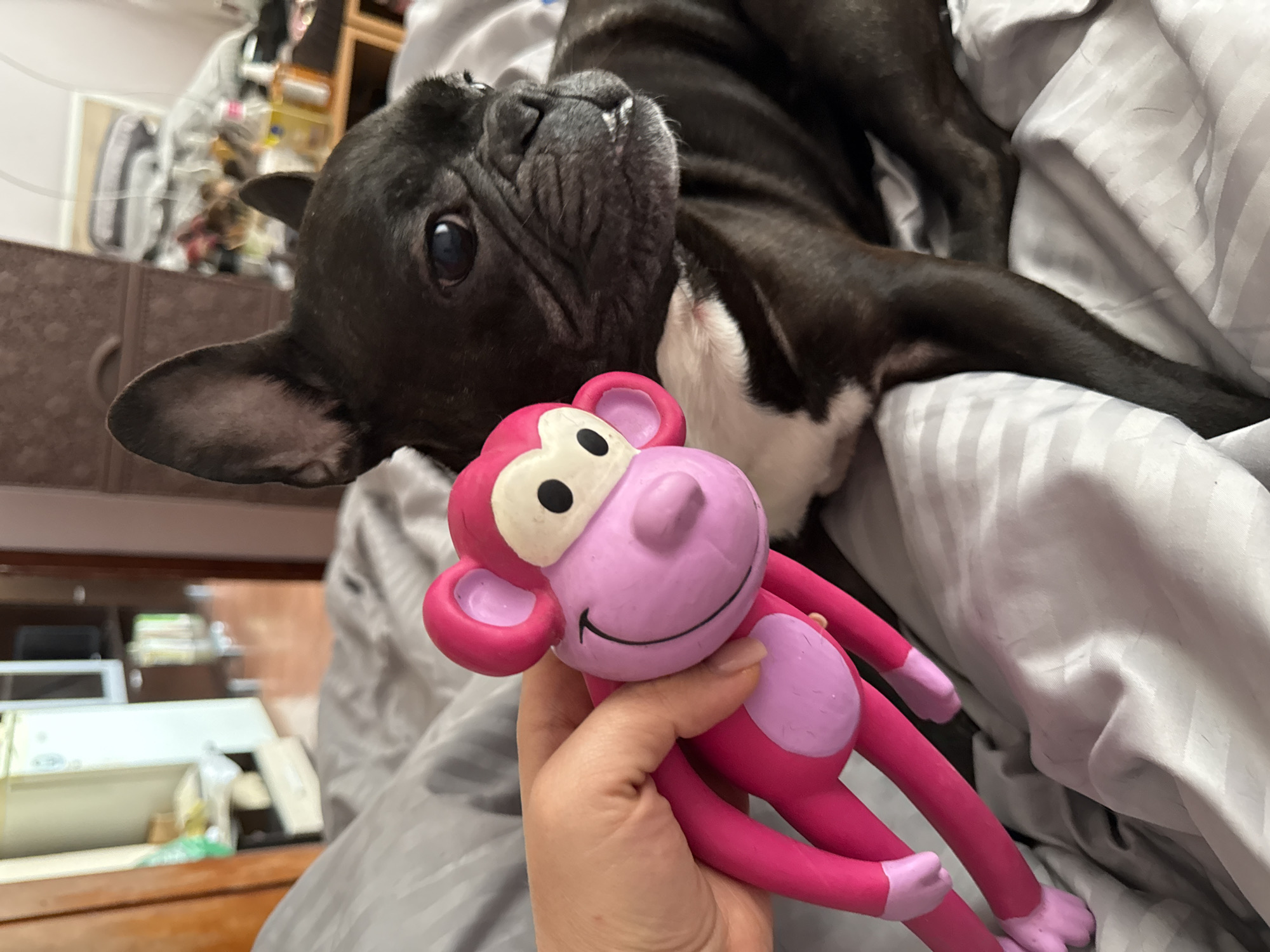 French Bulldog photographed with toy in Sofia bedroom