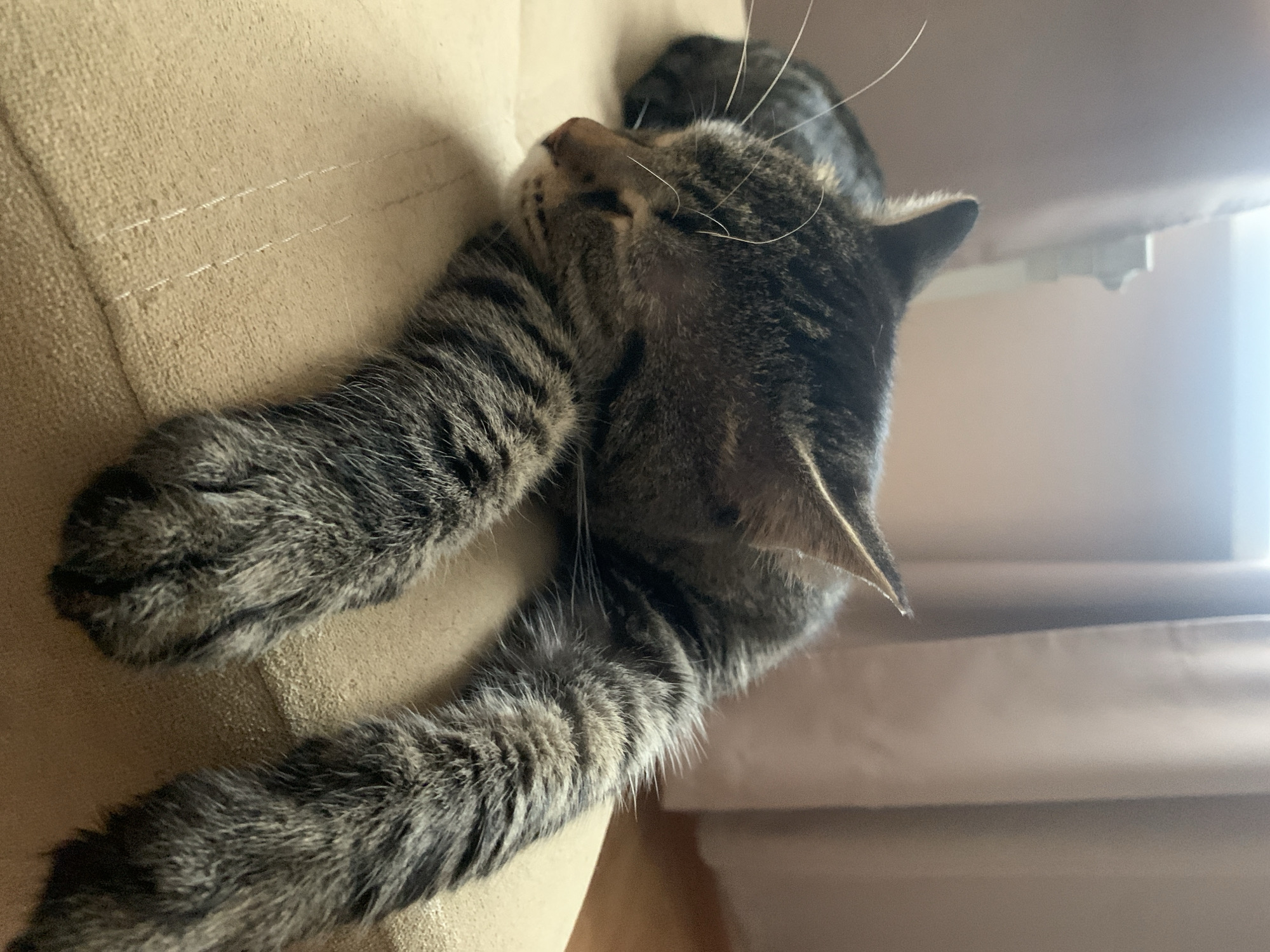 Tabby cat sleeping, shot from multiple angles in Stavropol