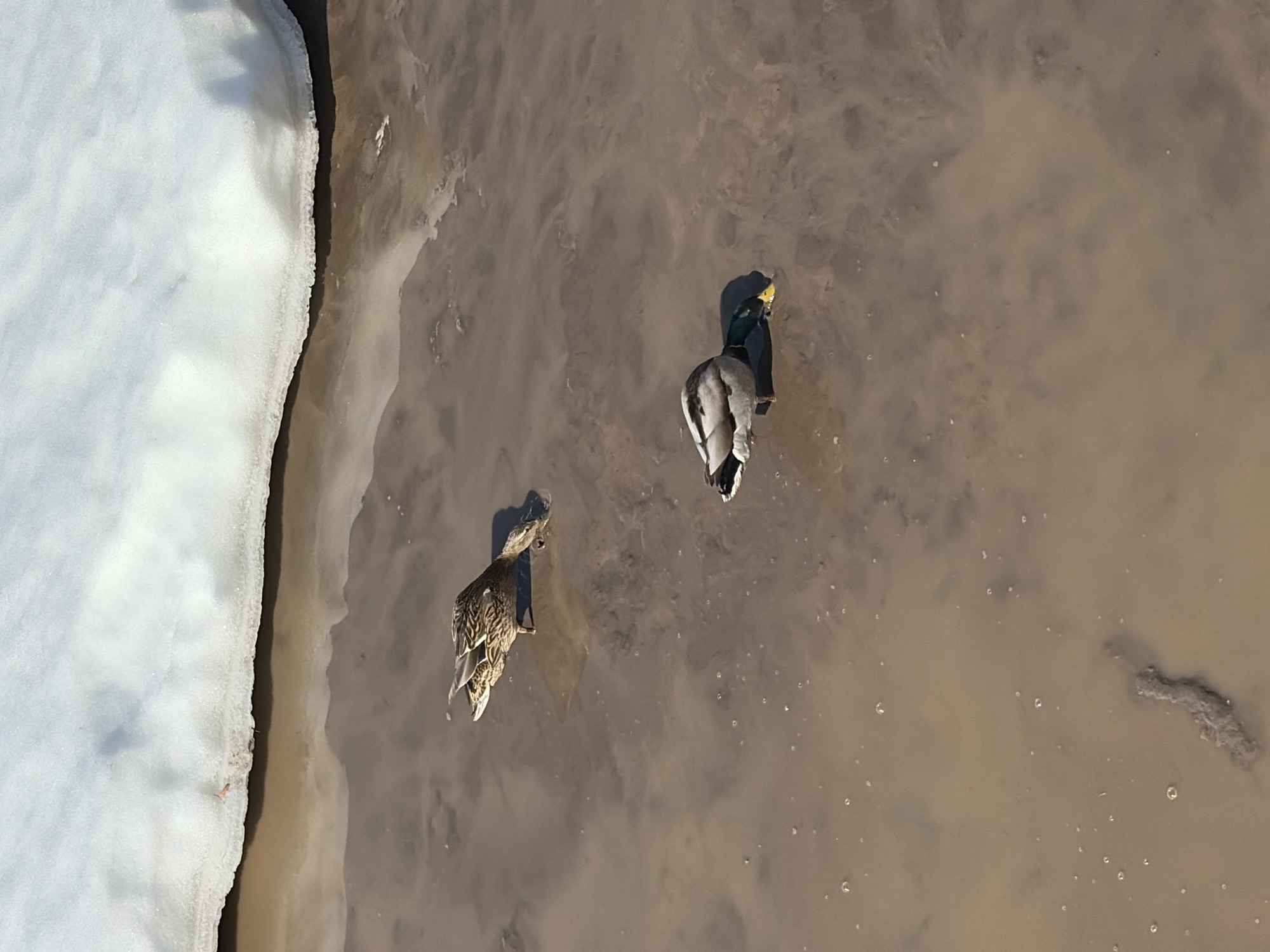 Ducks swim in muddy water near snowy bank in Votkinsk