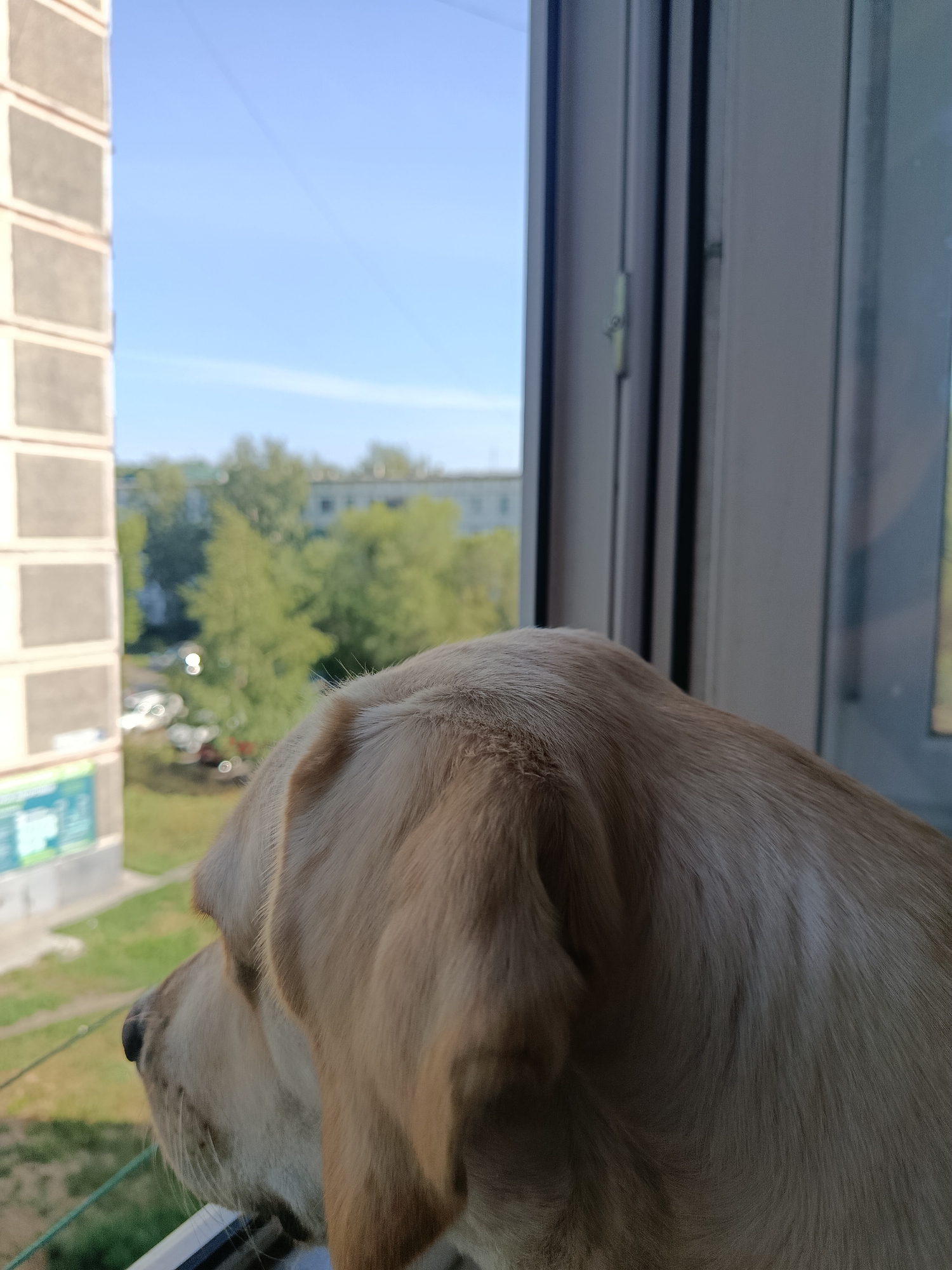 Pets, handmade crafts, and Marvel art from a Biysk home