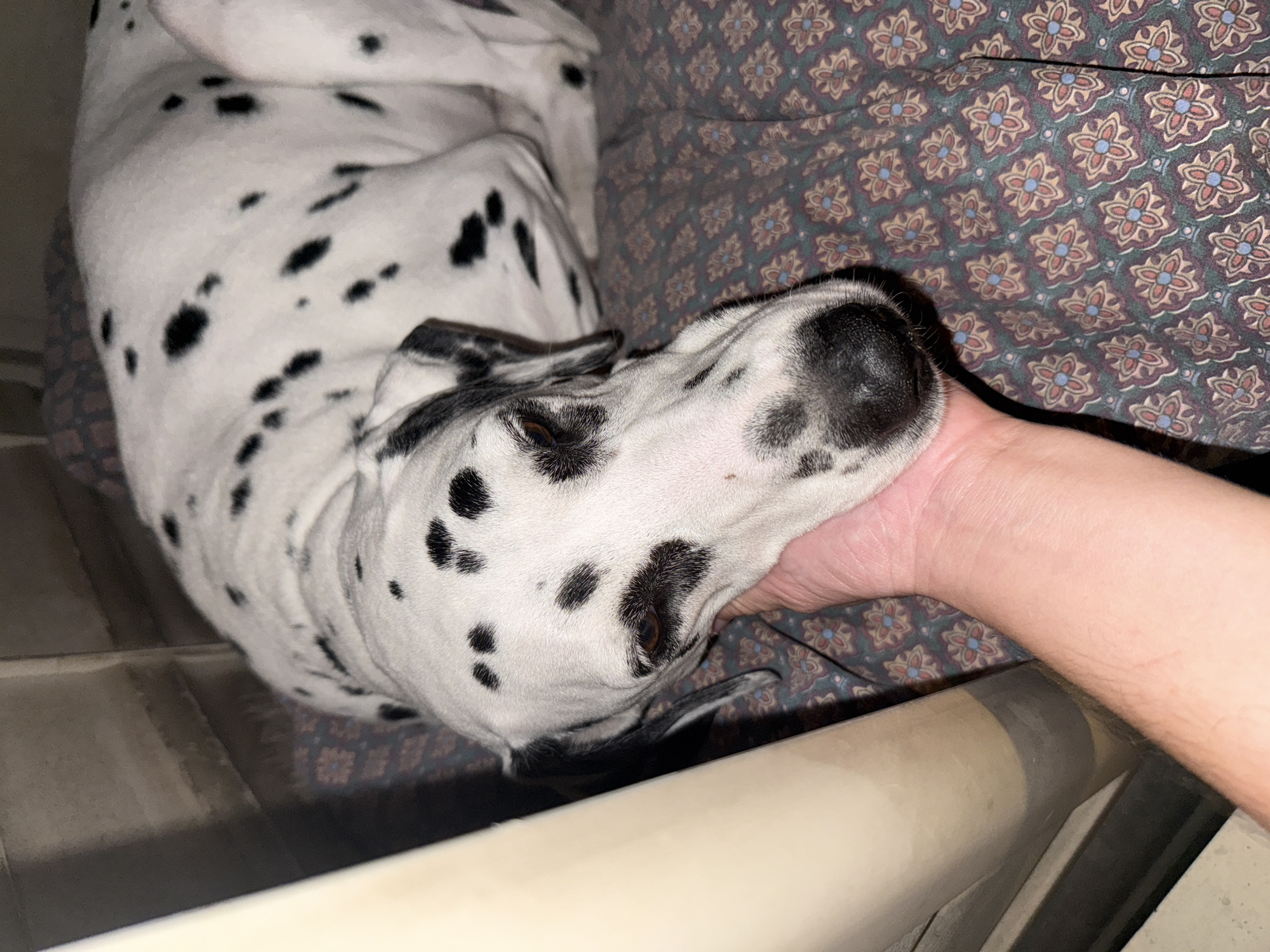 Dalmatian rests indoors while being petted in Xochitepec