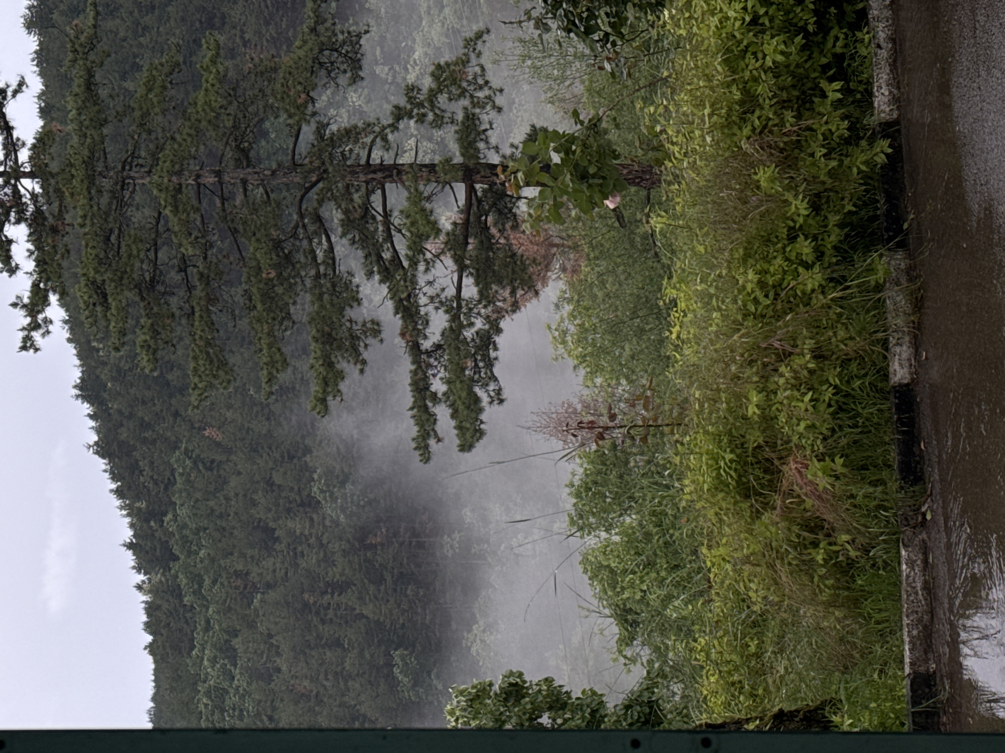 Witness captures misty forest landscape with prominent pine tree