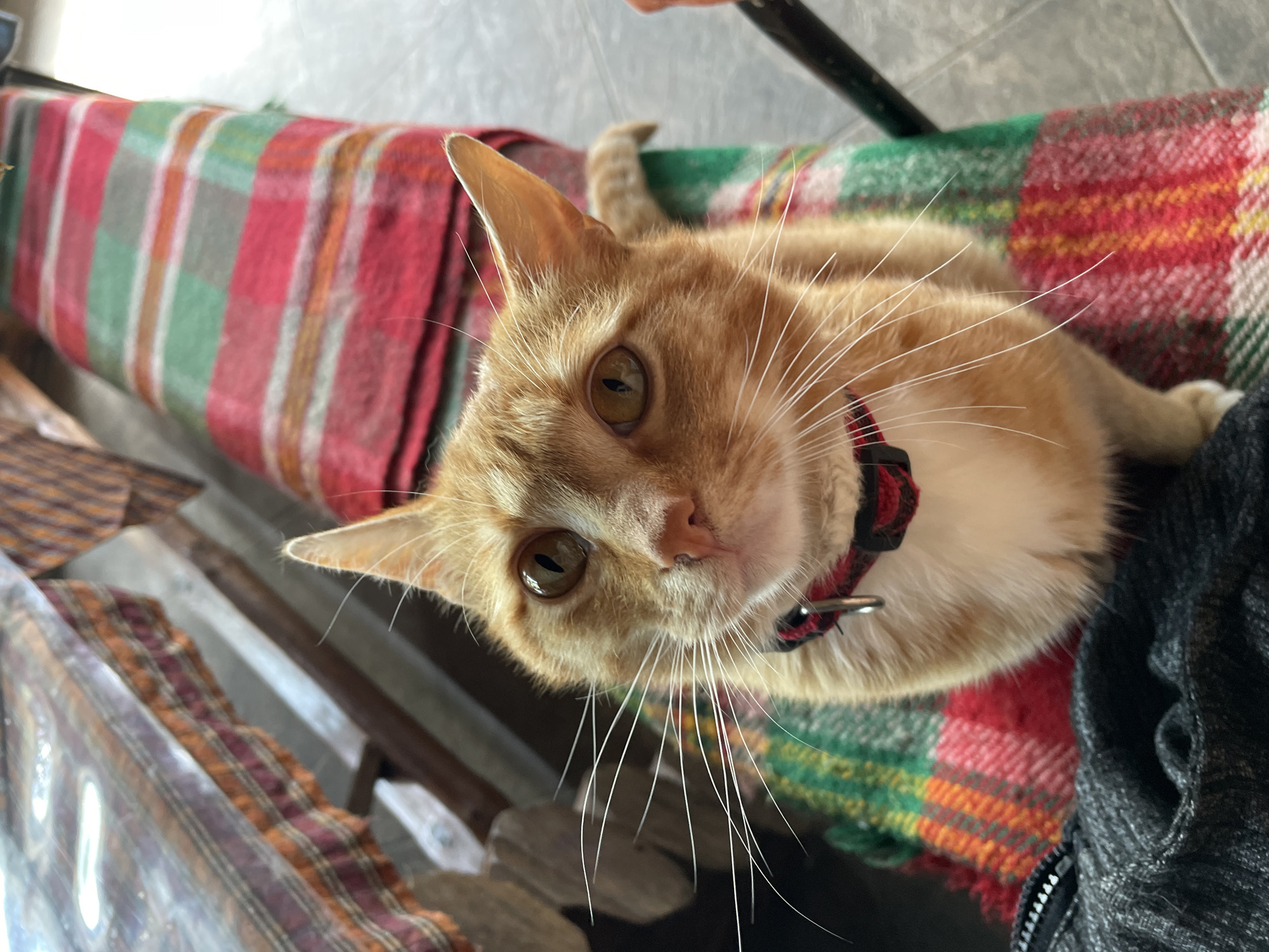 Daily life documented in Bulgarian mountain town features cats, dogs, martial arts