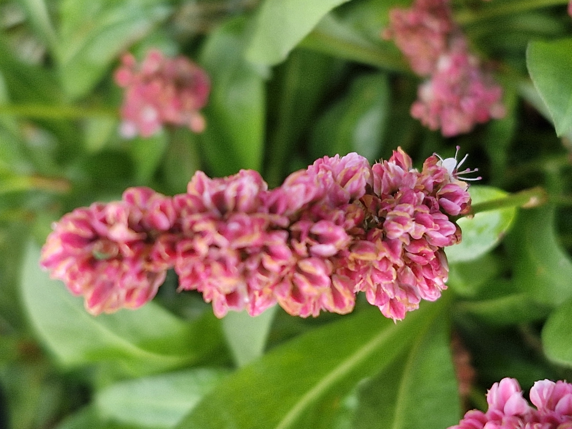 Macro flower photography in Klaipėda, Lithuania