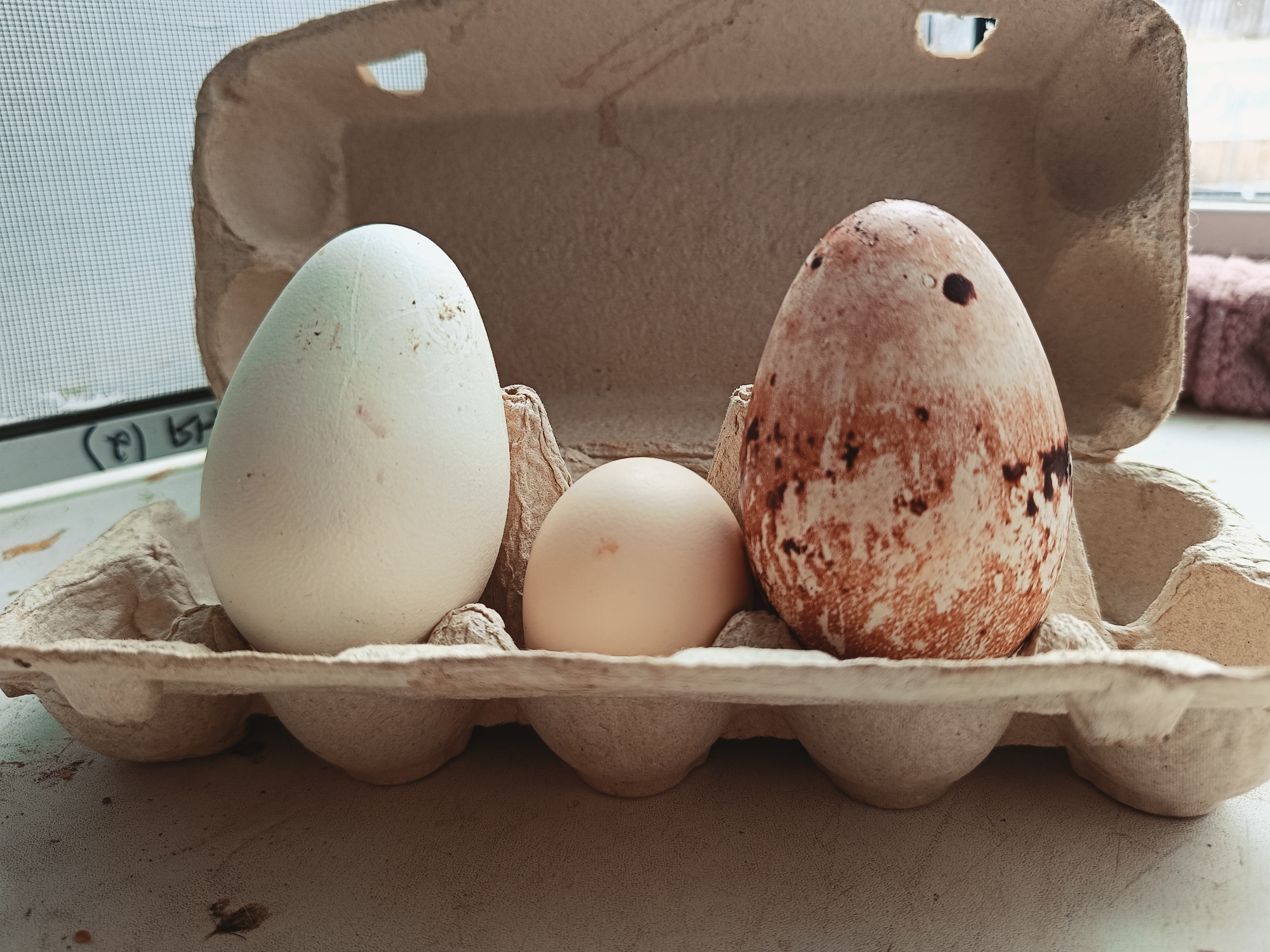 Morning domestic moments captured in rural Russian village